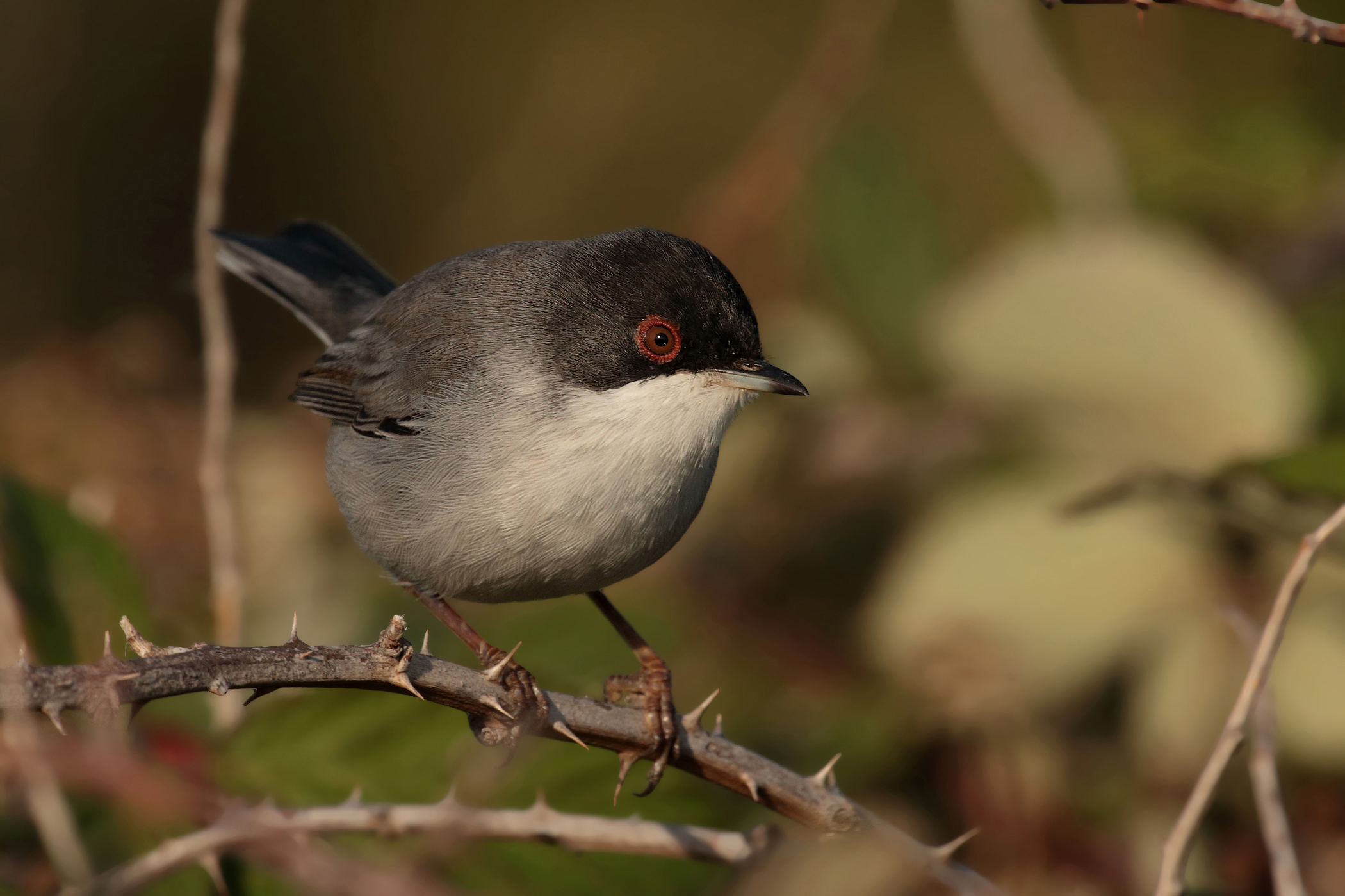 close encounter with the Sardinian warbler (m)