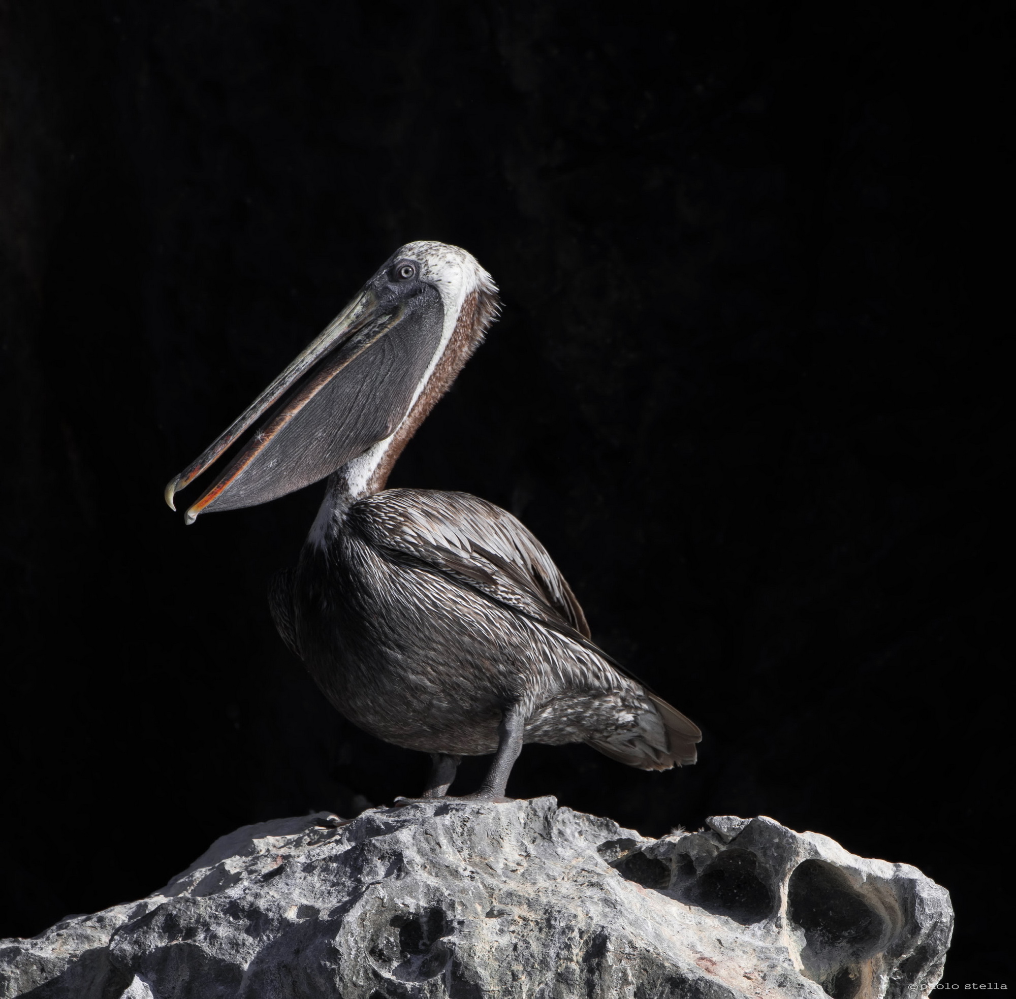 brown pelican - 2