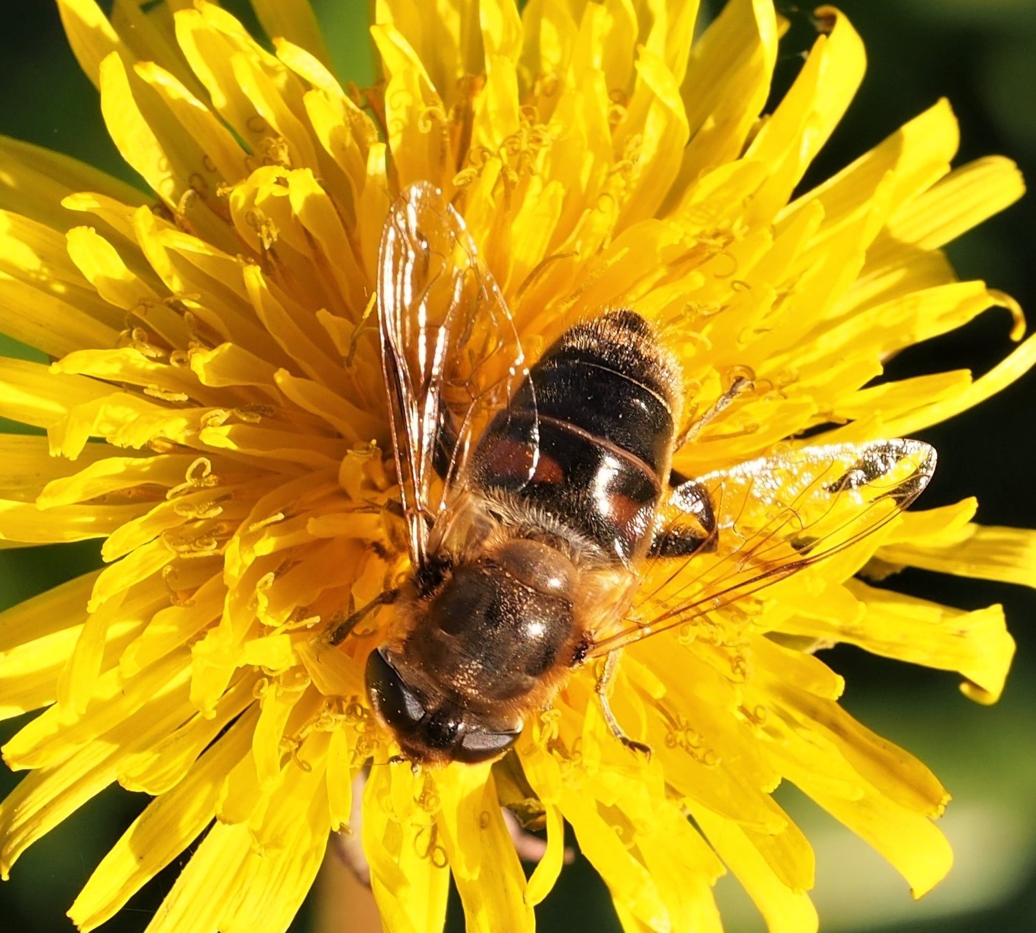 Tarassaco con dittero sirfide