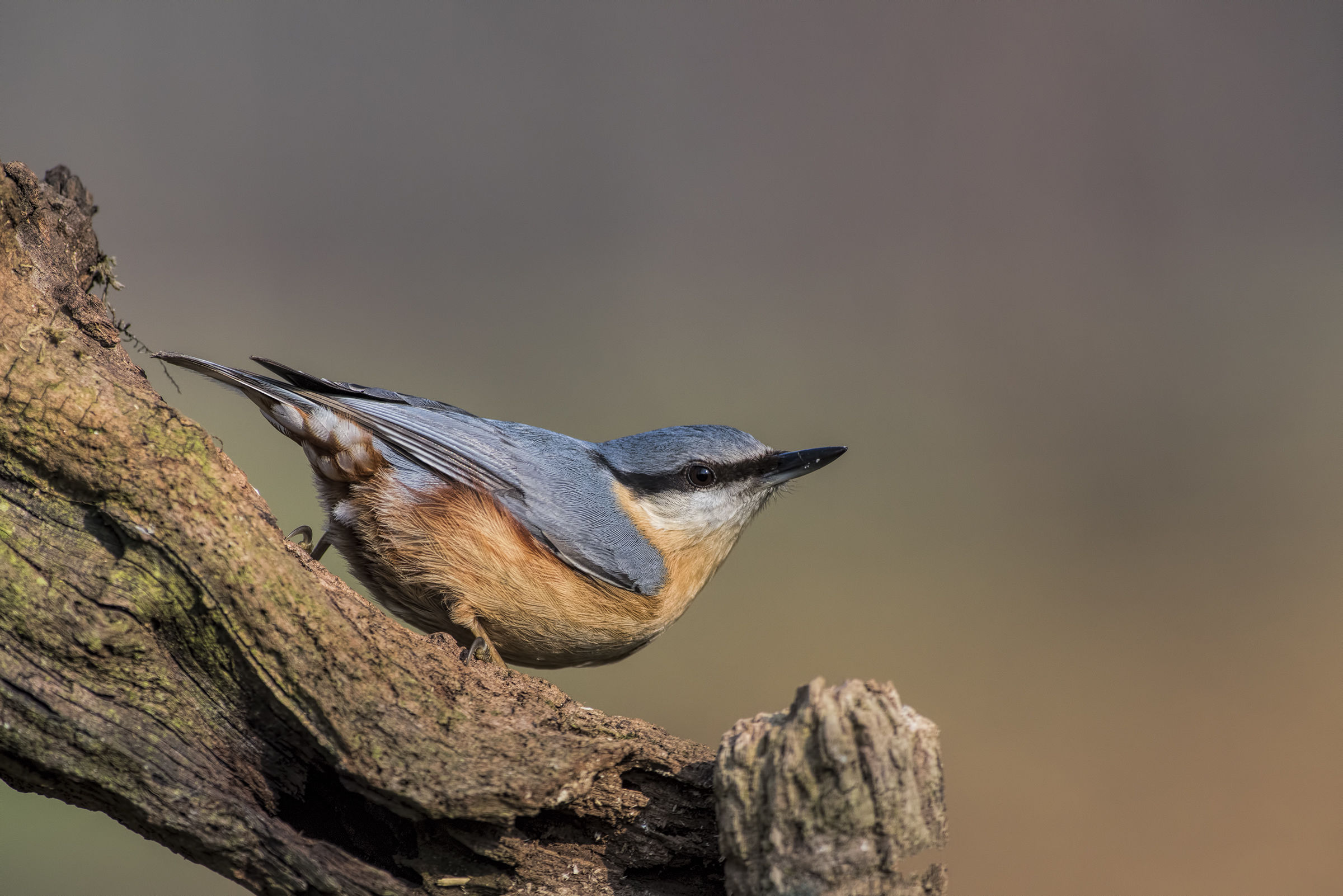 nuthatch