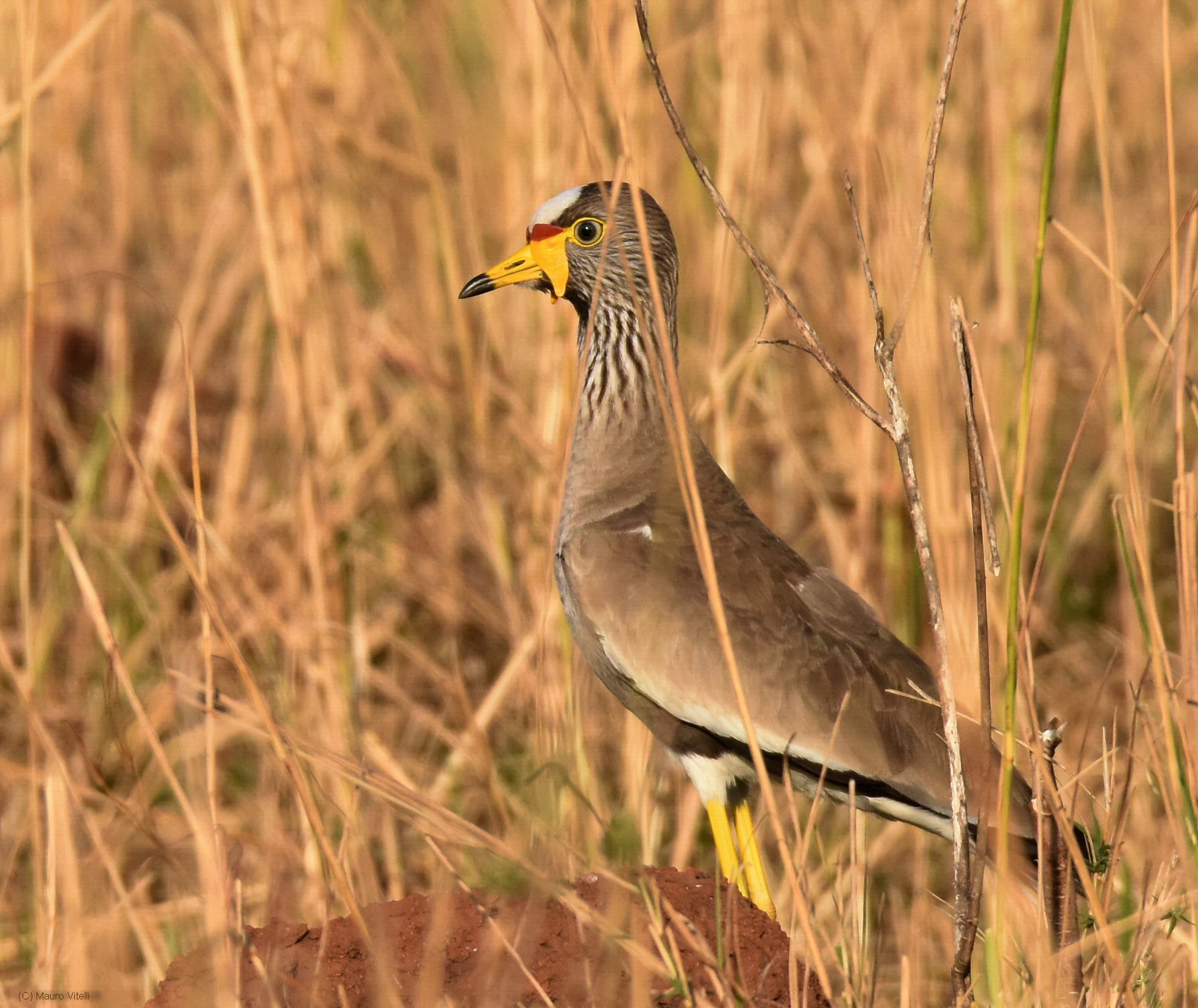 African wattled Lapwing Plover (African wattled lapwing)