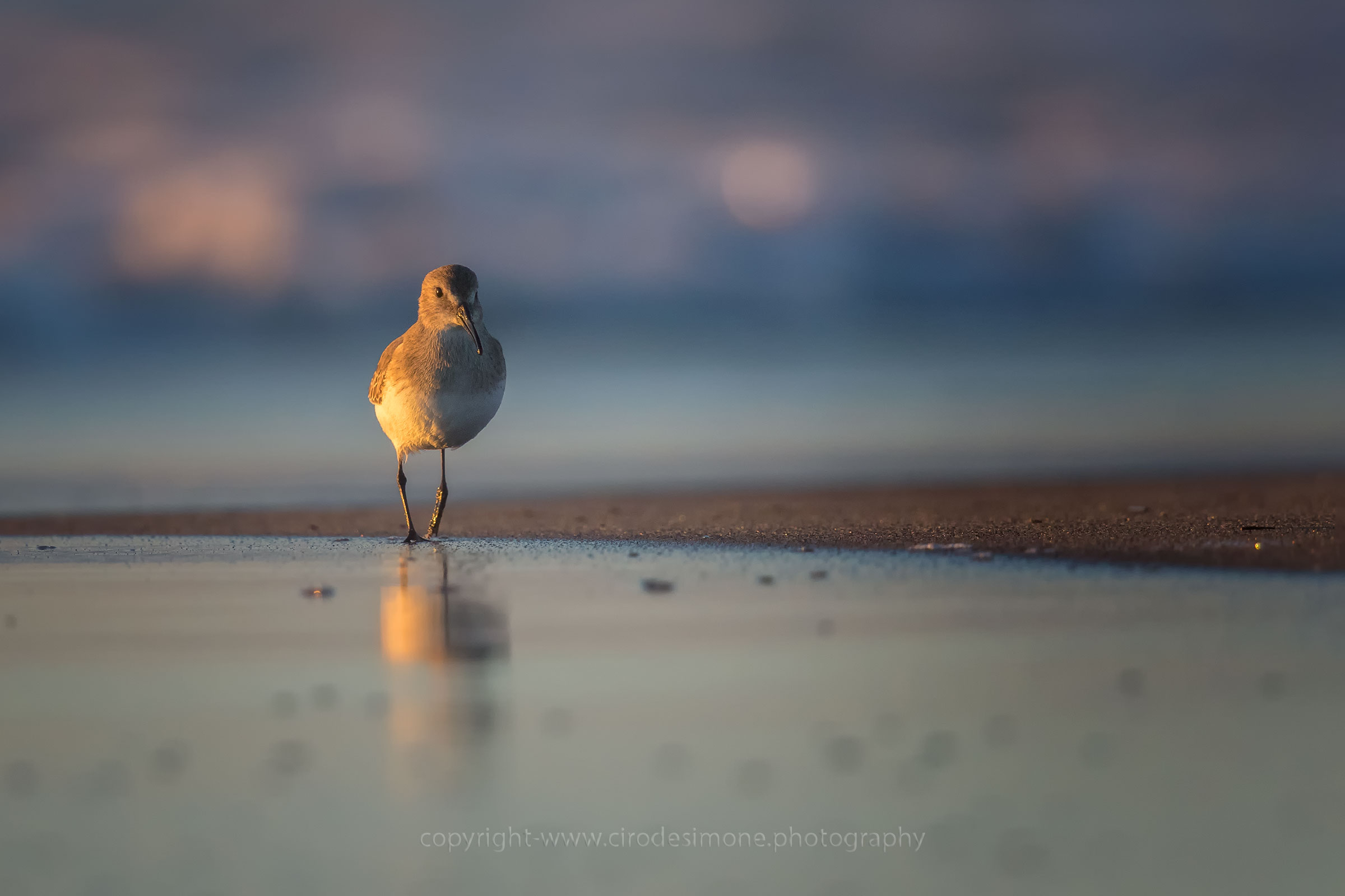 sandpiper