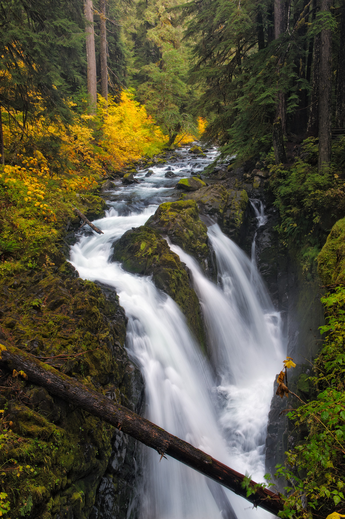 Hoh Rain Forest Fall, WA
