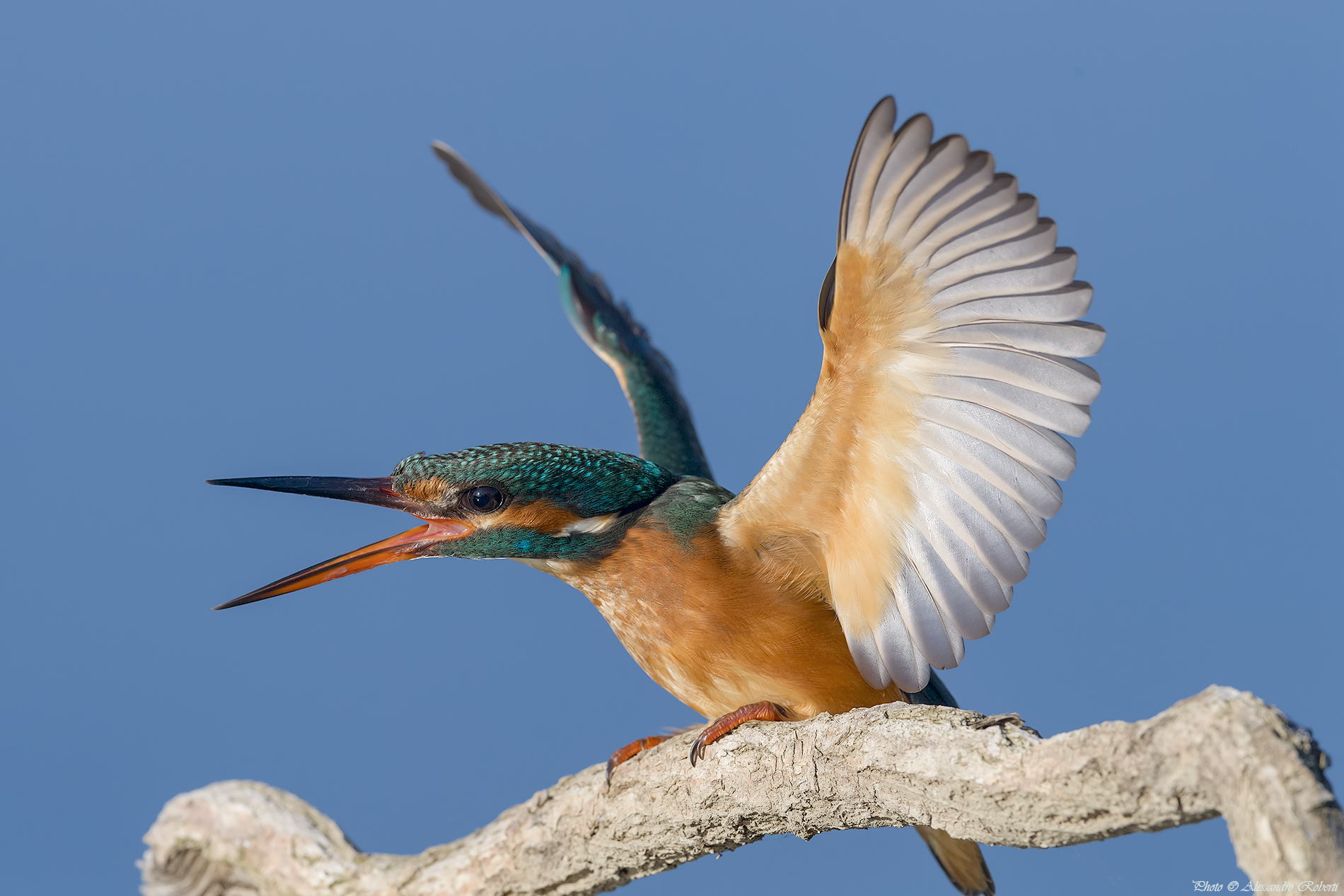 kingfisher
