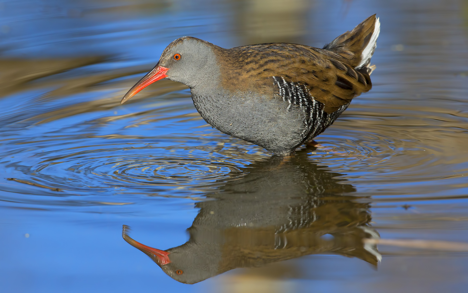 Water Rail