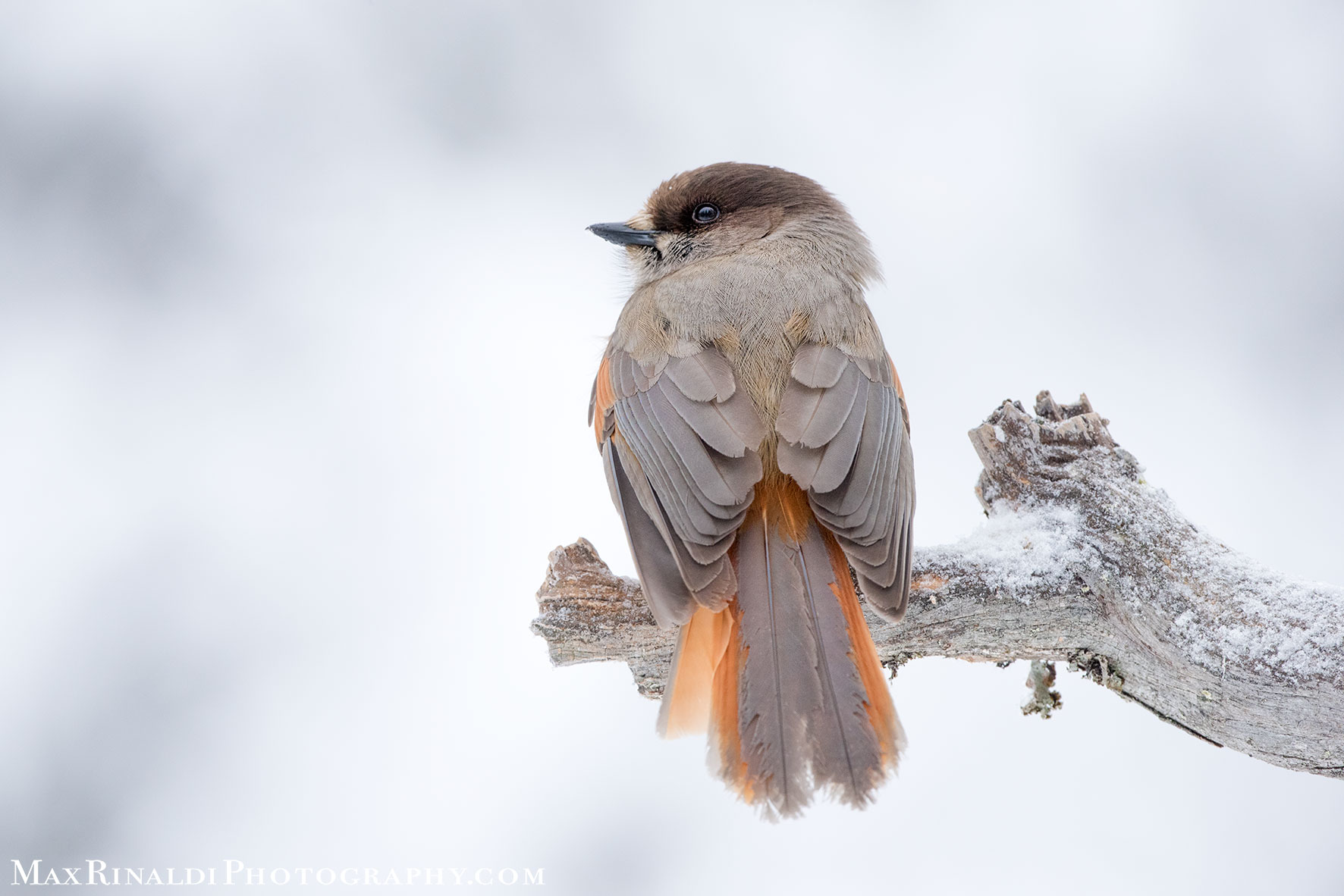 Siberian Jay - Jay Siberian