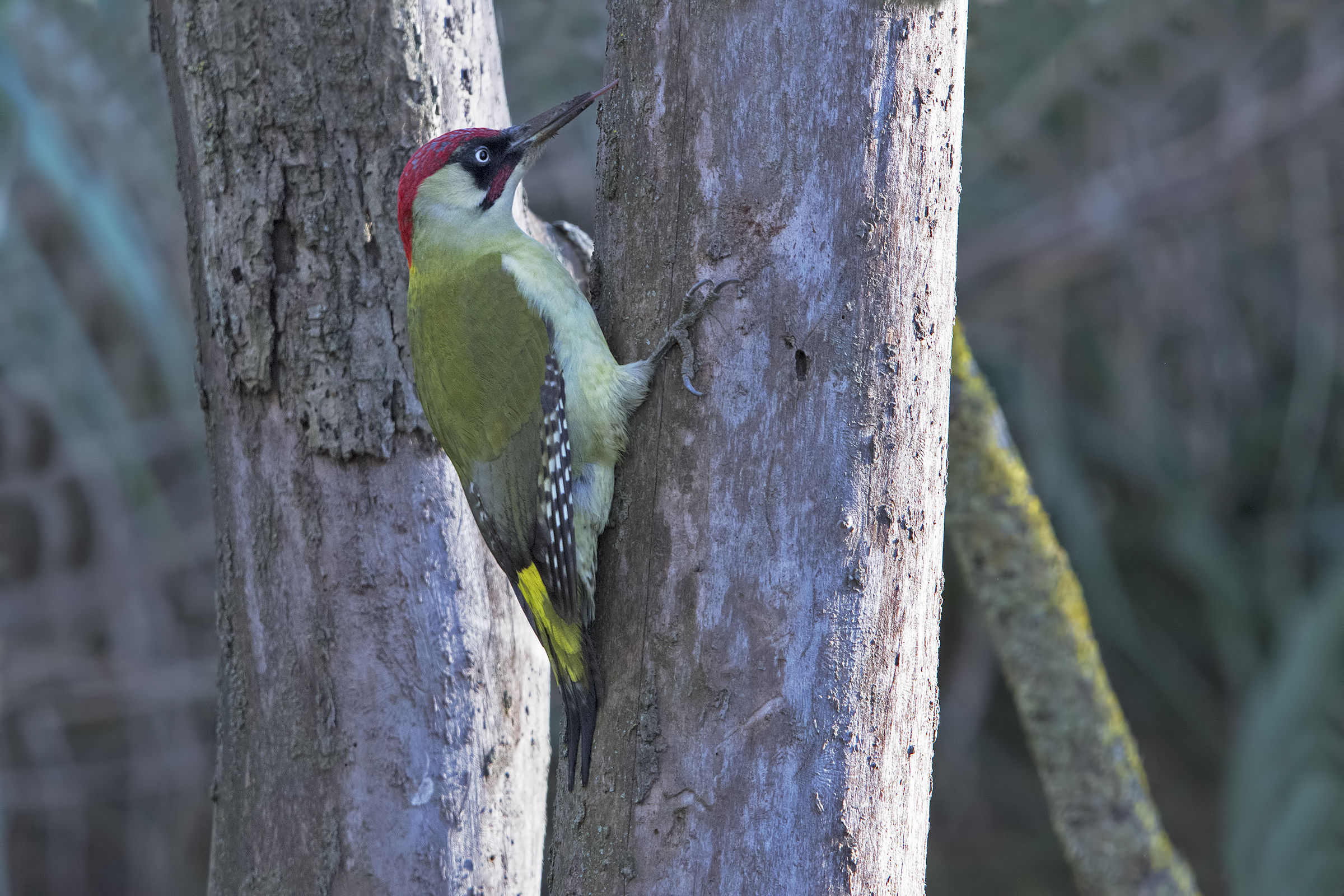 Picchio verde (picus viridis)
