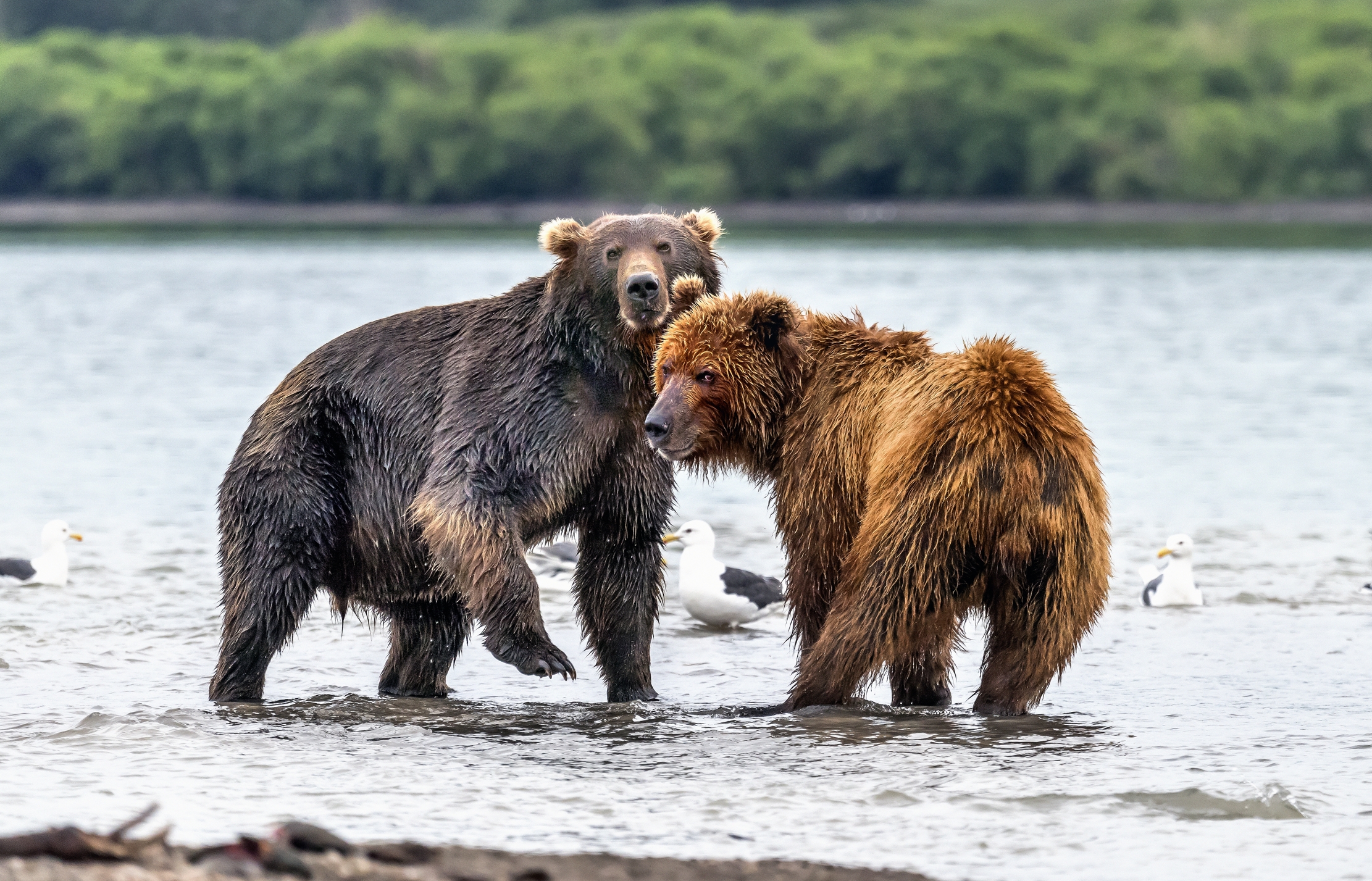 Kamchatka 2016 - Occhiataccie