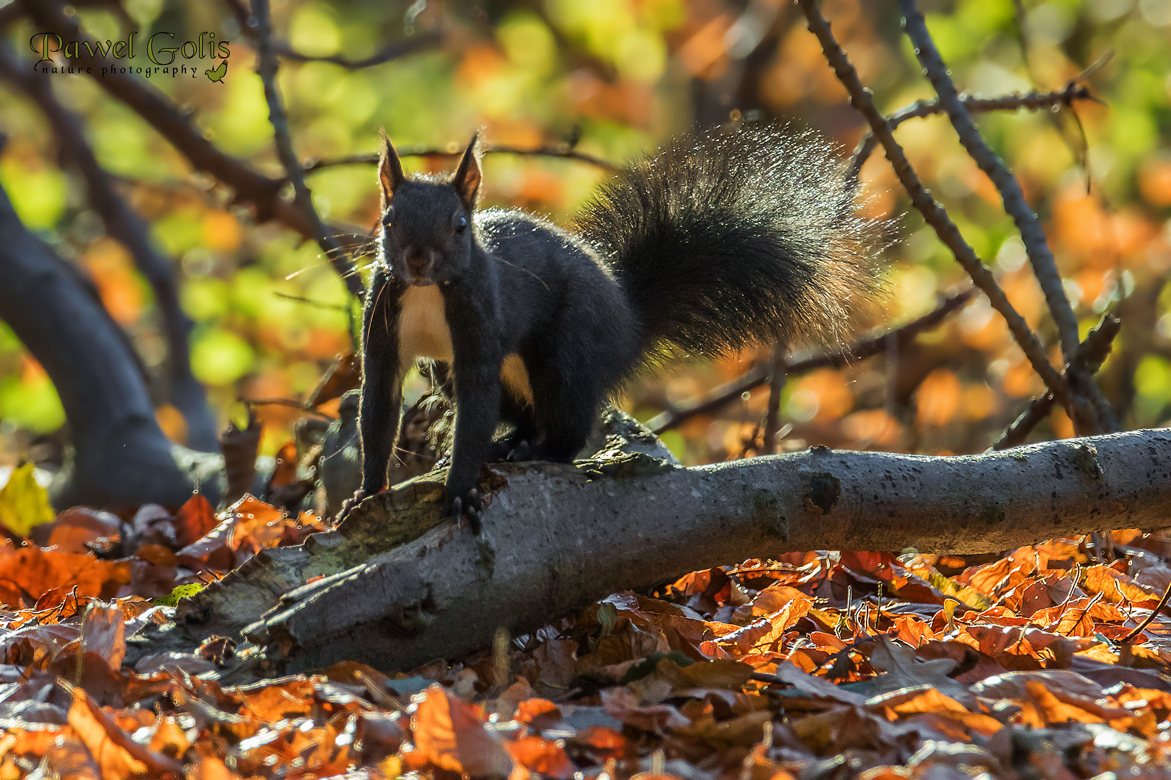 Eastern gray squirrel