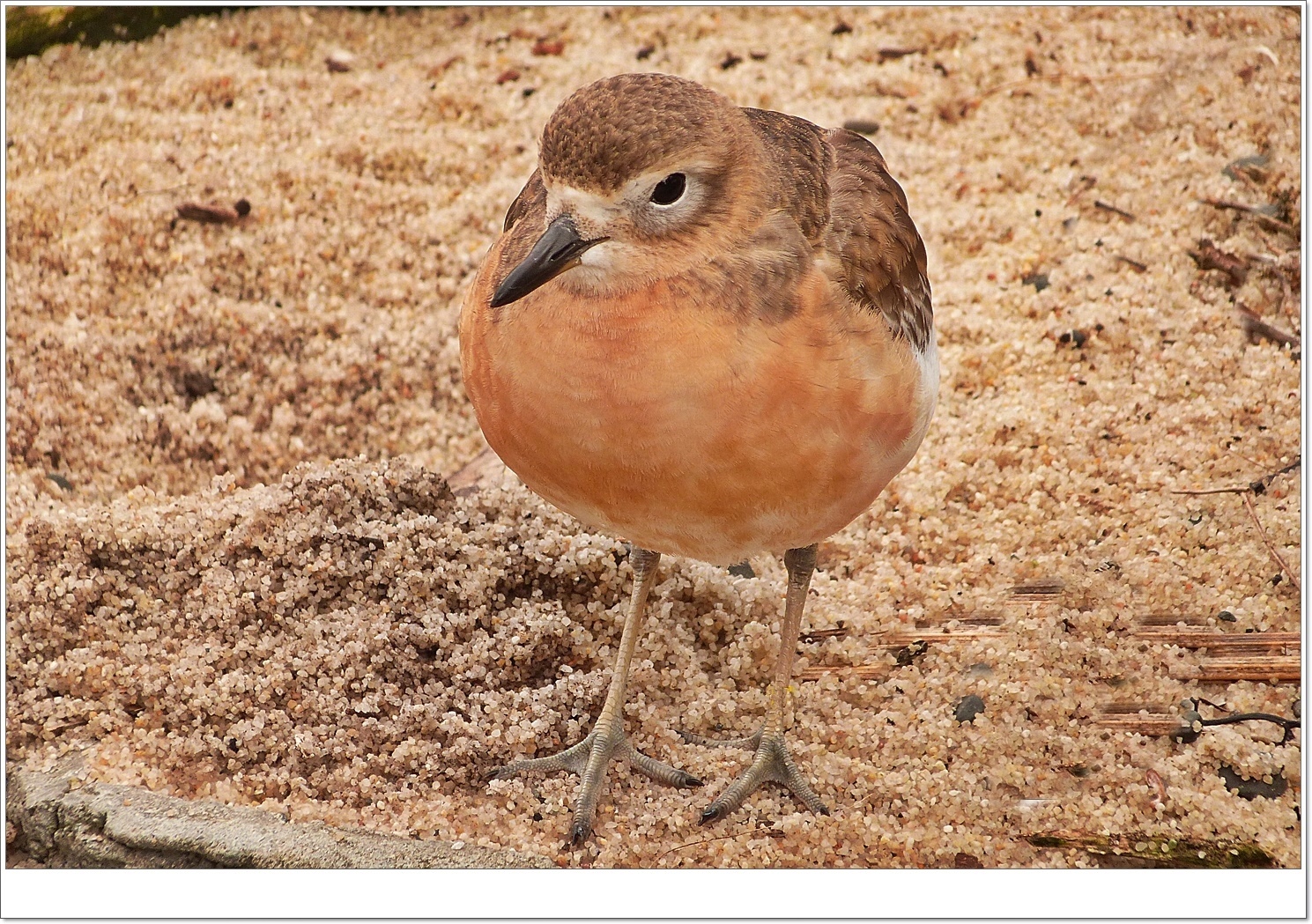 Dotterel