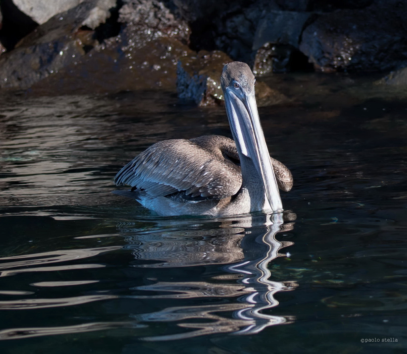 brown pelican - 4