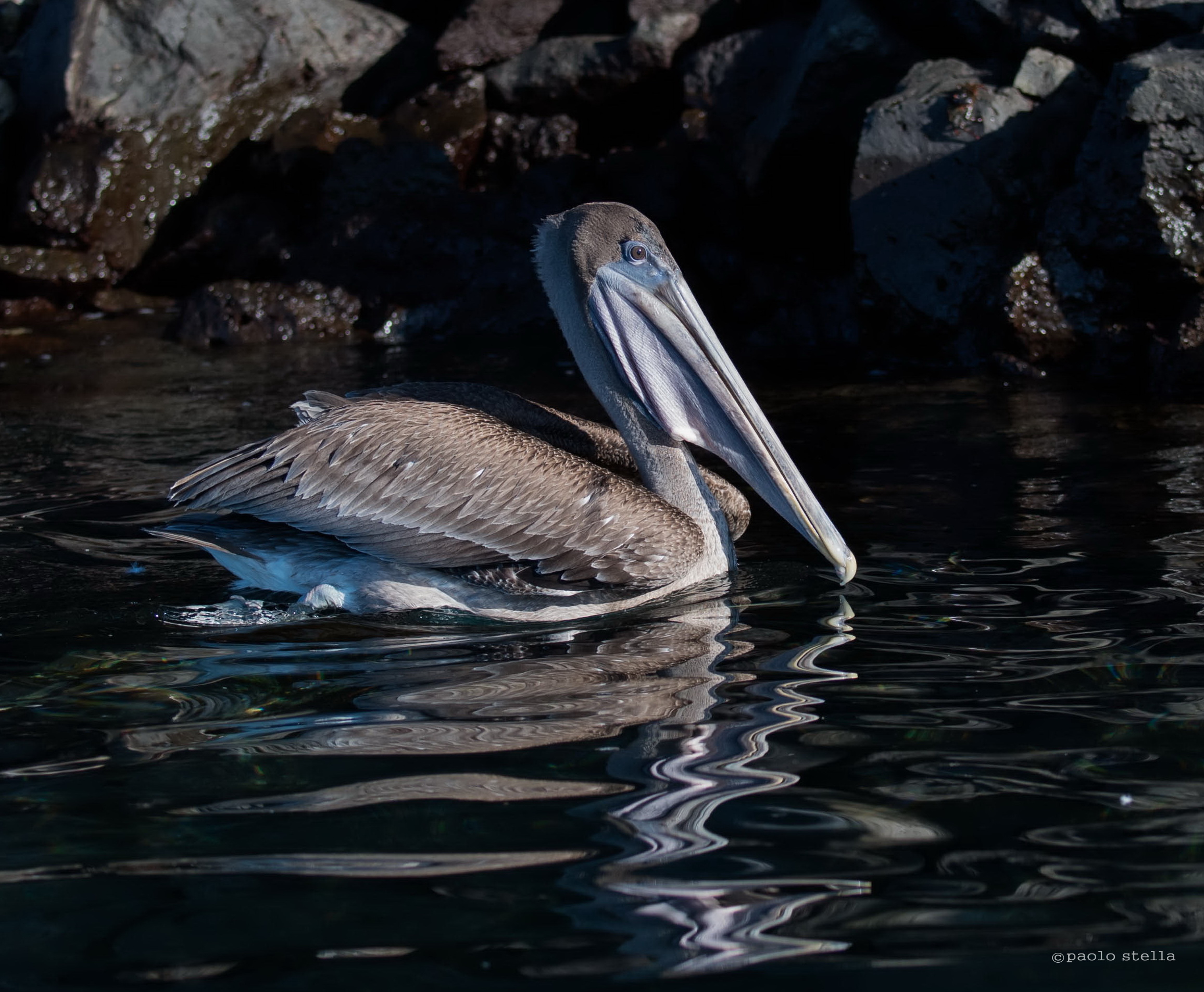 brown pelican - 5