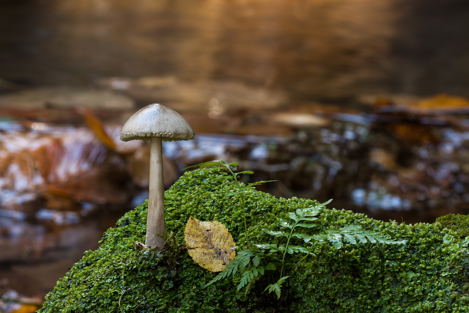 Volvariella gloiocephala