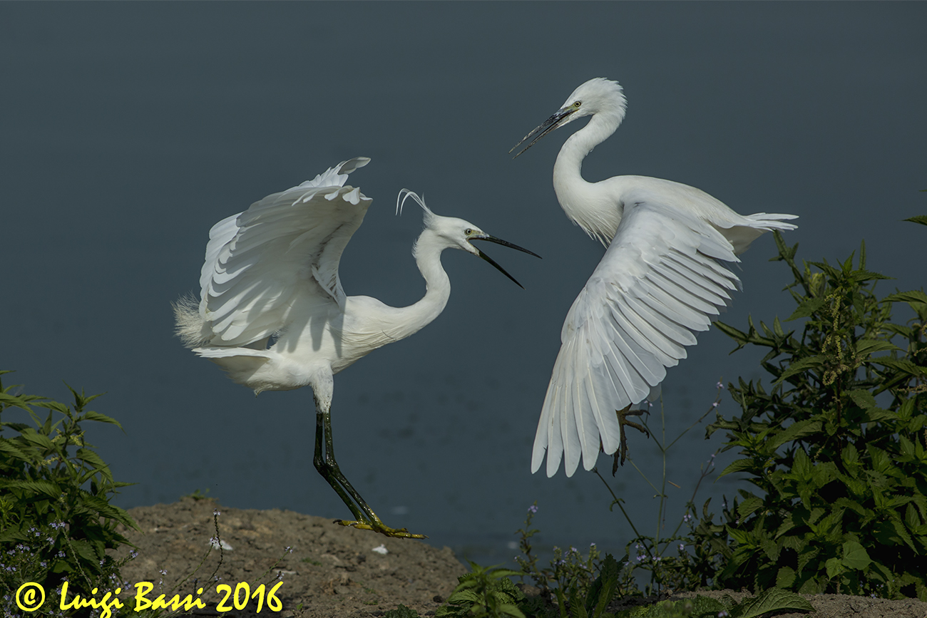 Egrets in generational clash