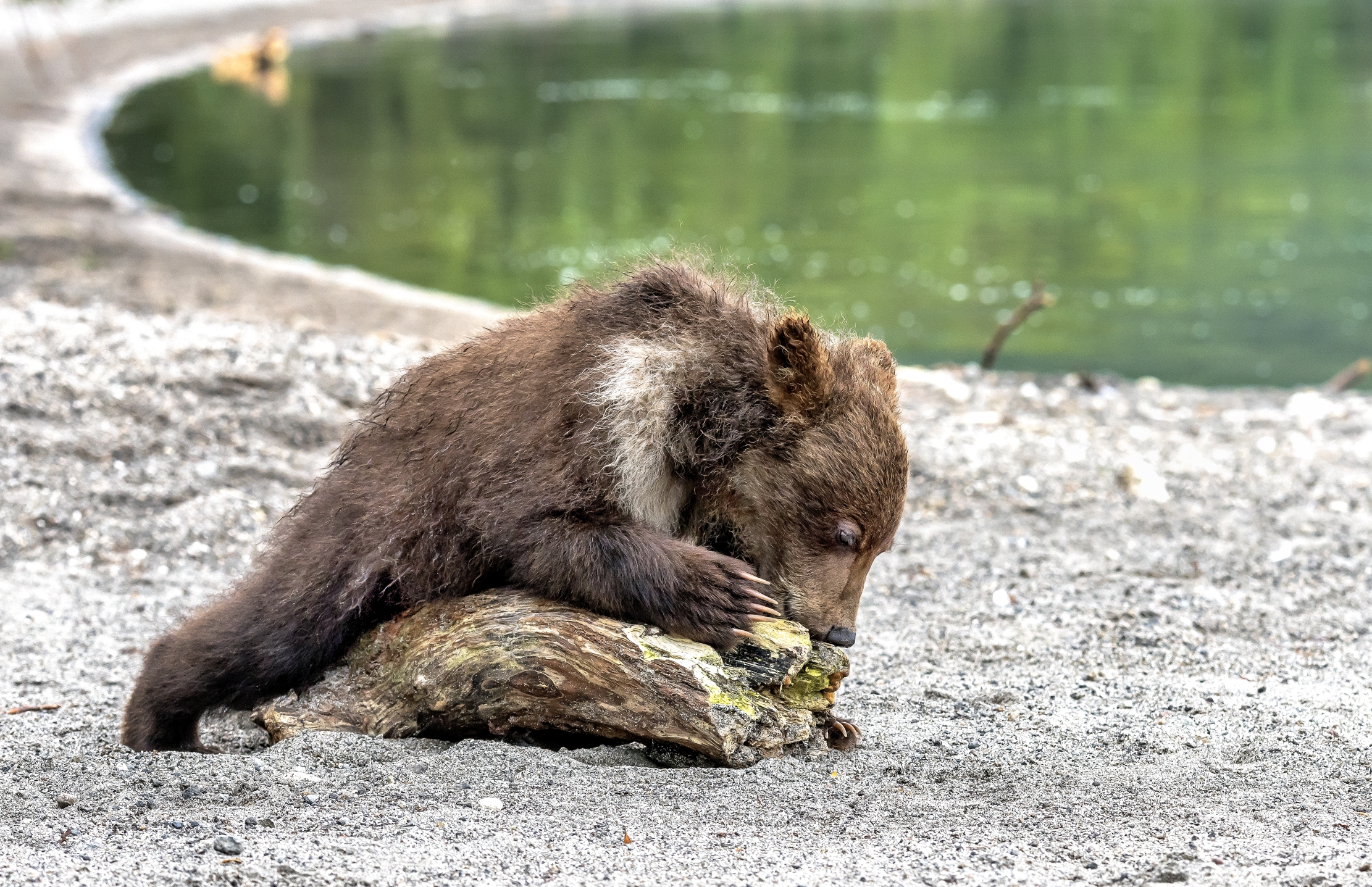 Kamchatka 2016 - L'orsetto e il tronchetto