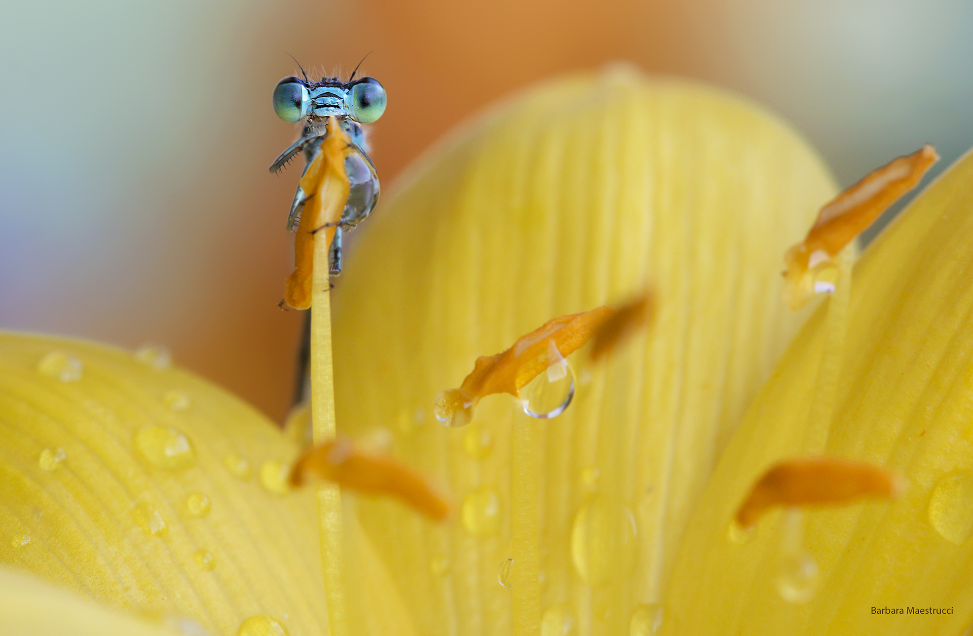 As small as a pistil of a flower ...