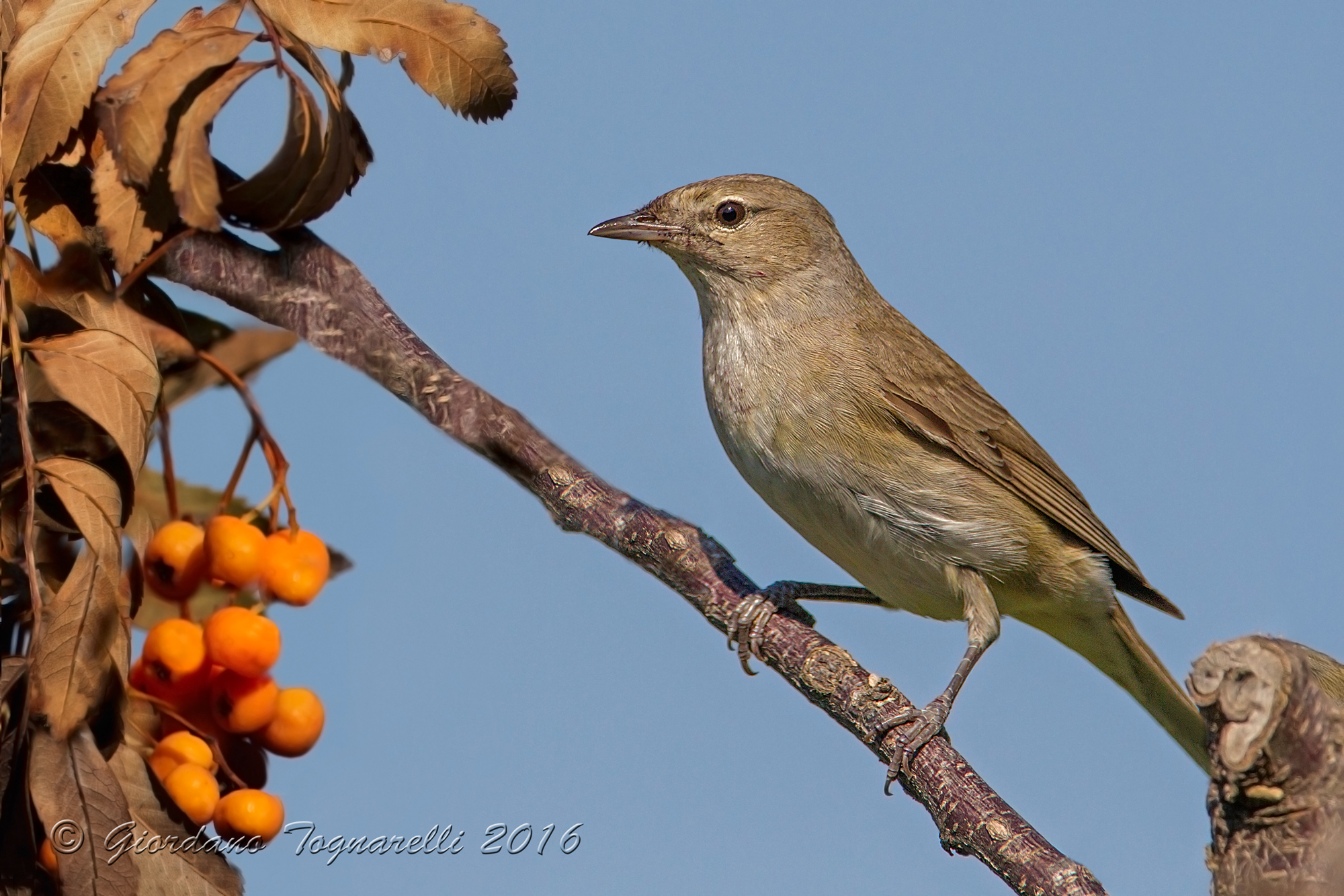 Beccafico latecomer ..