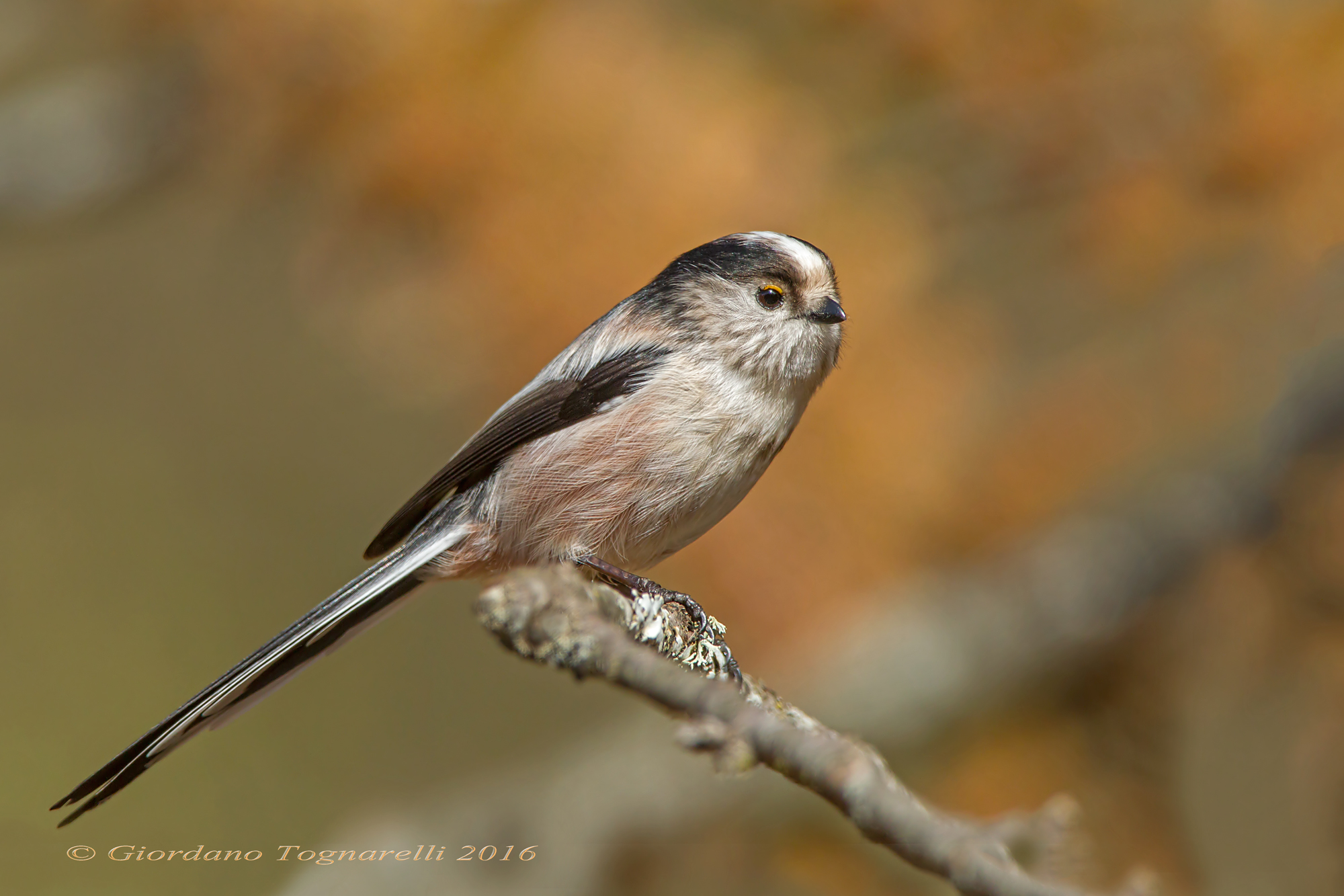 Codibugnolo autumn ..
