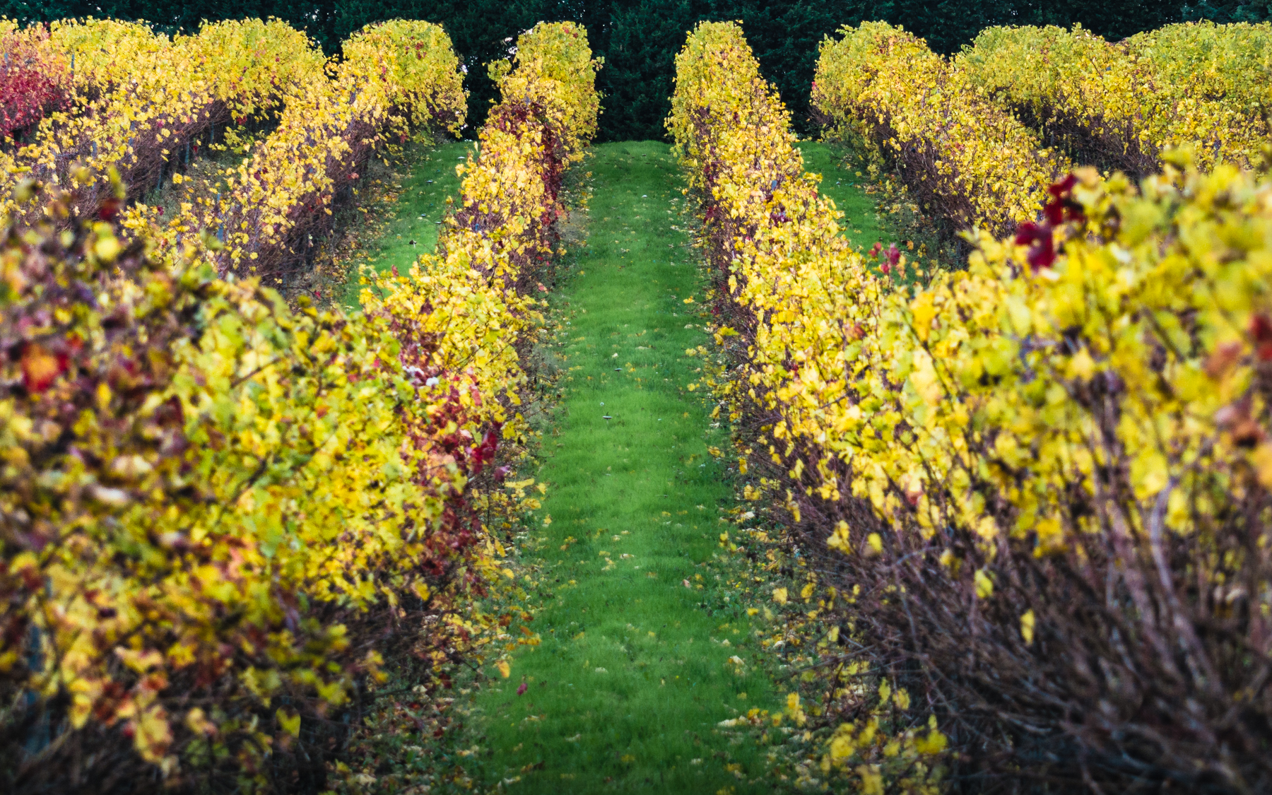 In attesa che il mosto diventi vino.....