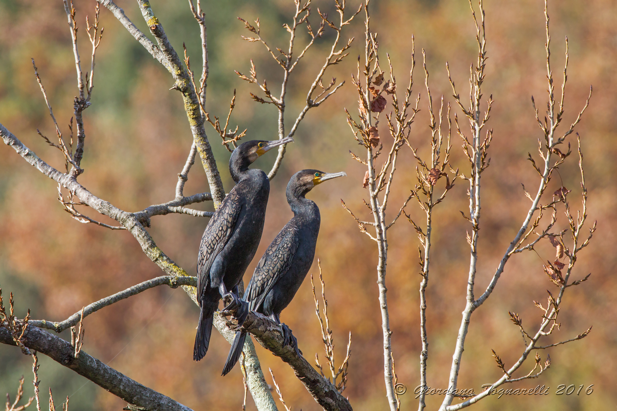 Cormorants off course .. !!!!