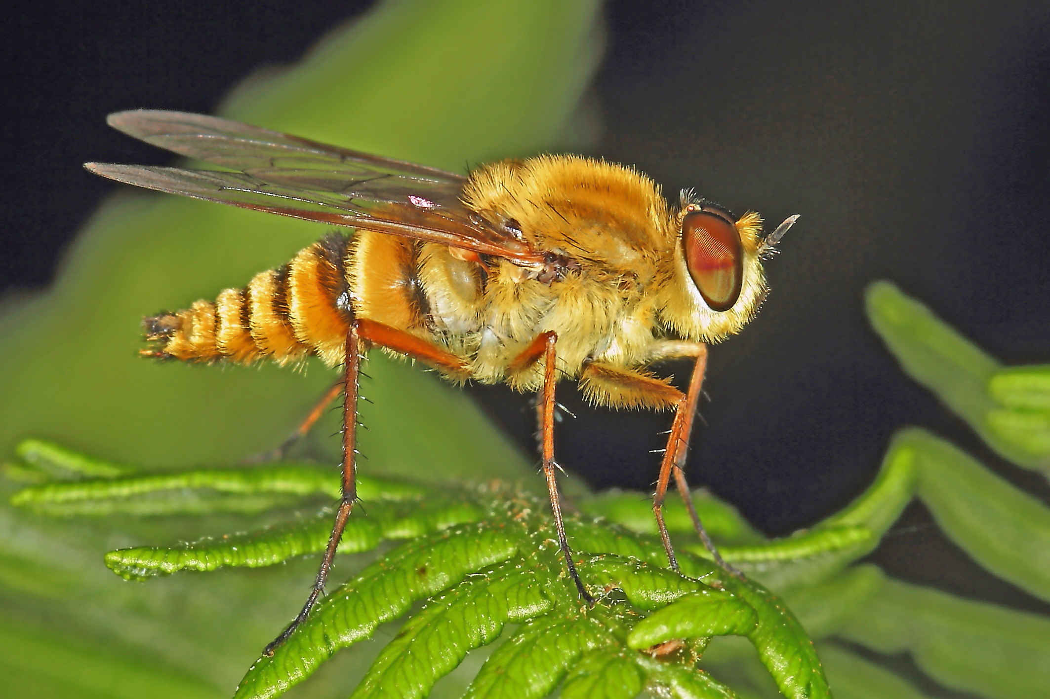 Gasterophilus intestinalis