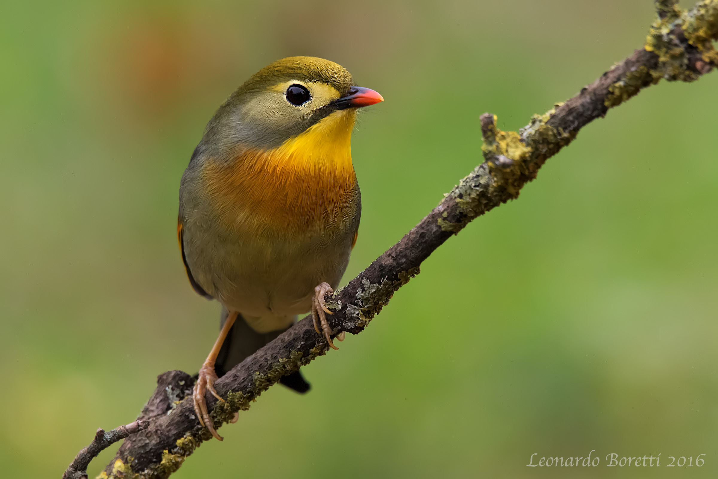 Nightingale of Japan