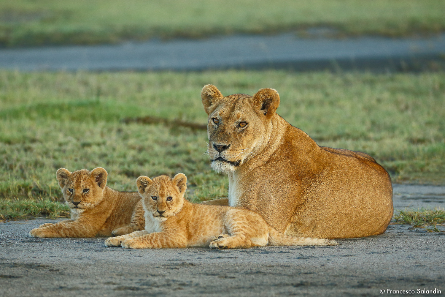 Lioness with cubs