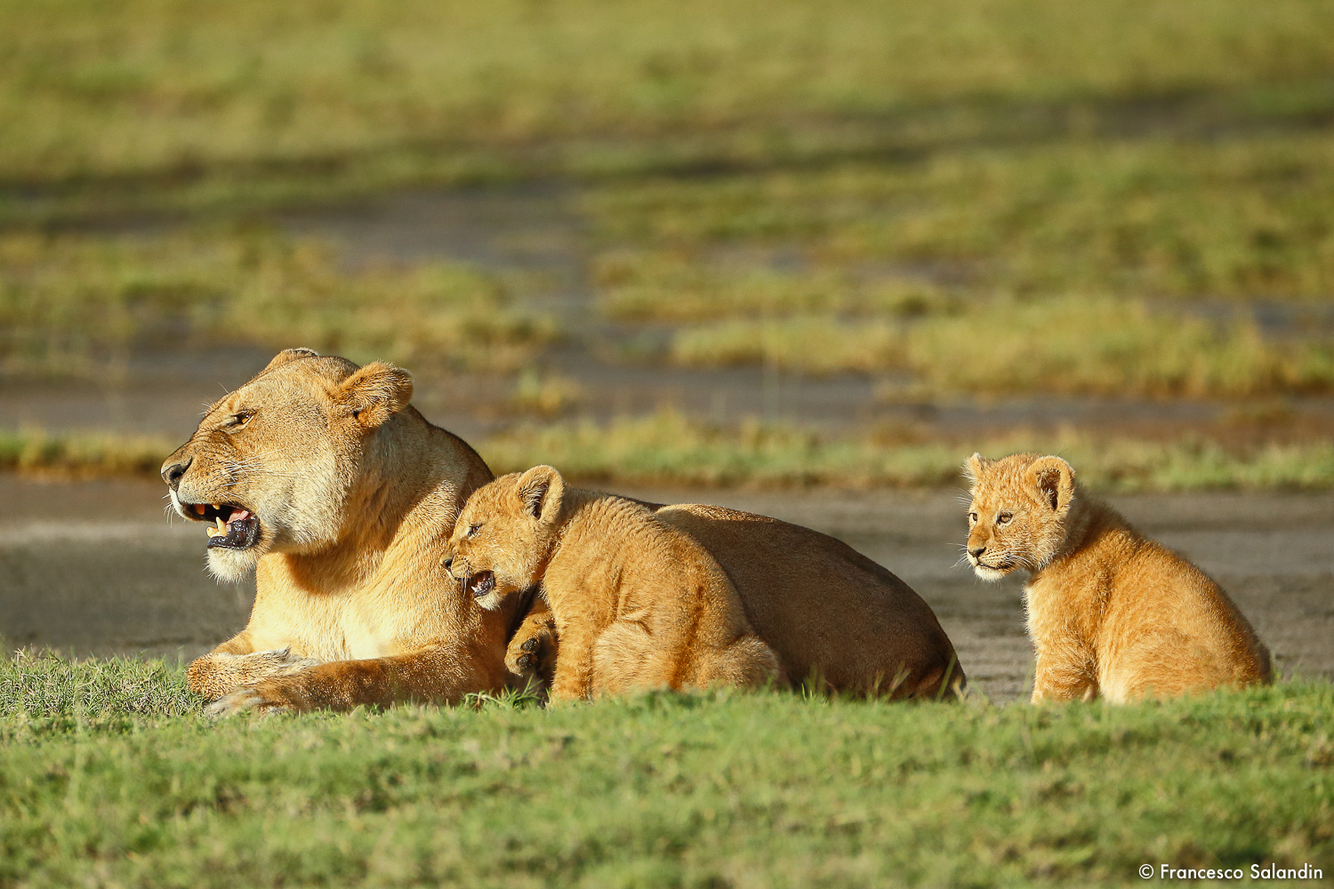 Lioness with cubs