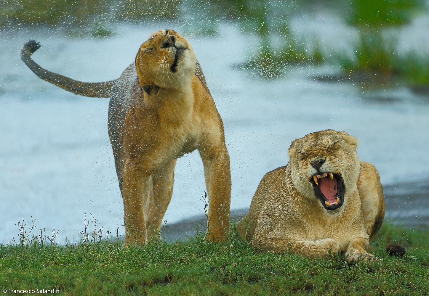 Lionesses in the rain