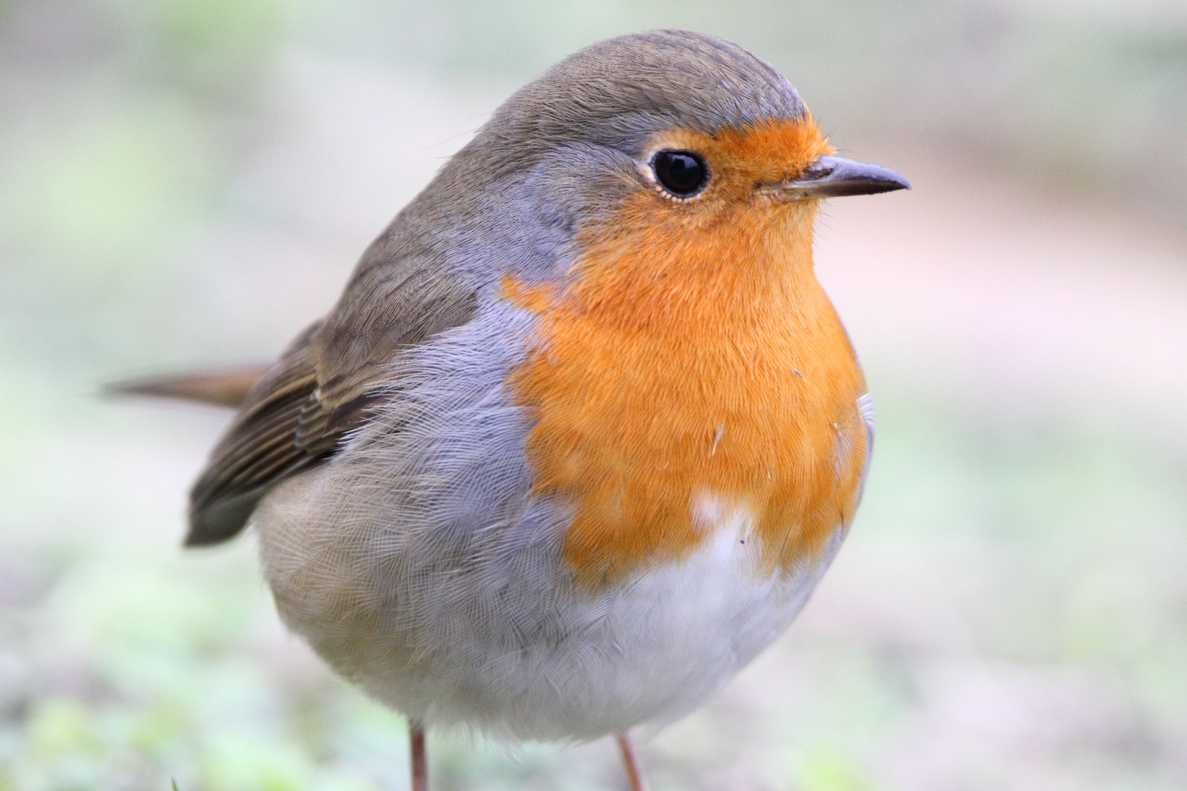 Robin: close portrait