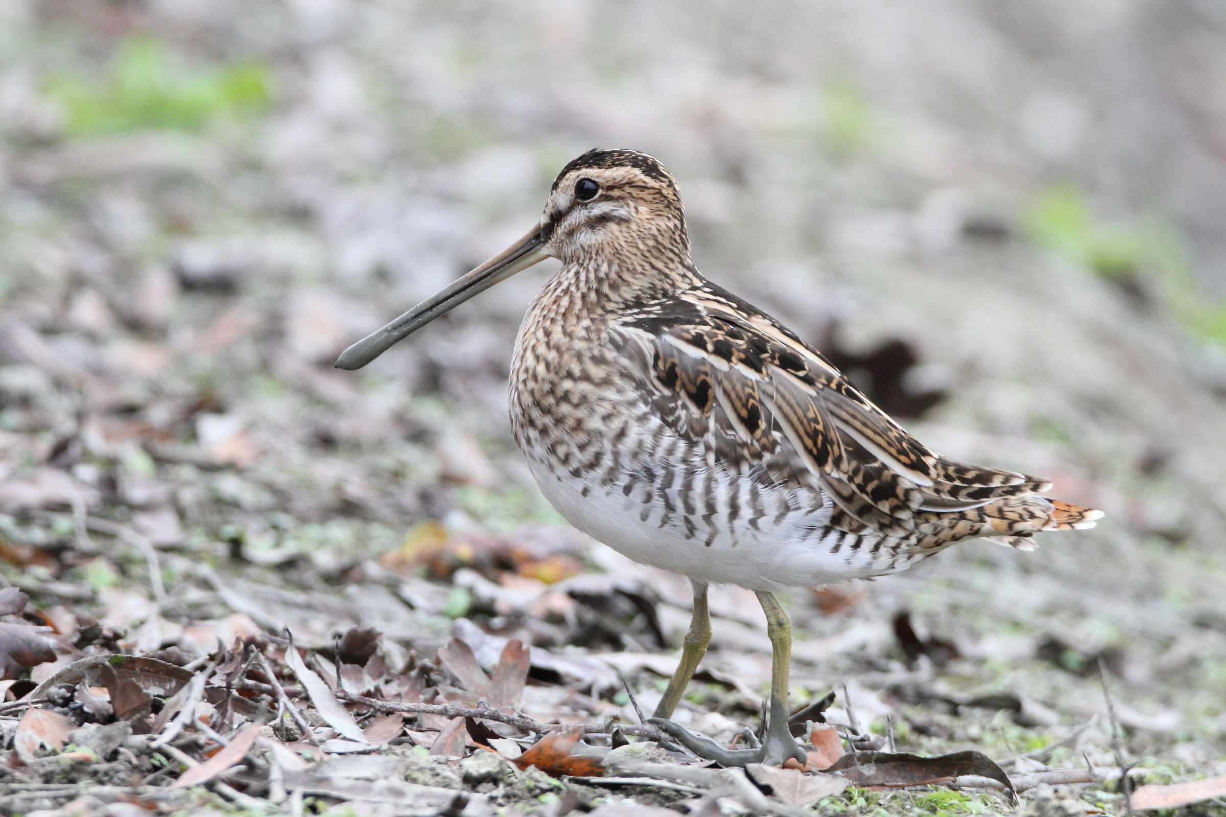snipe autumn