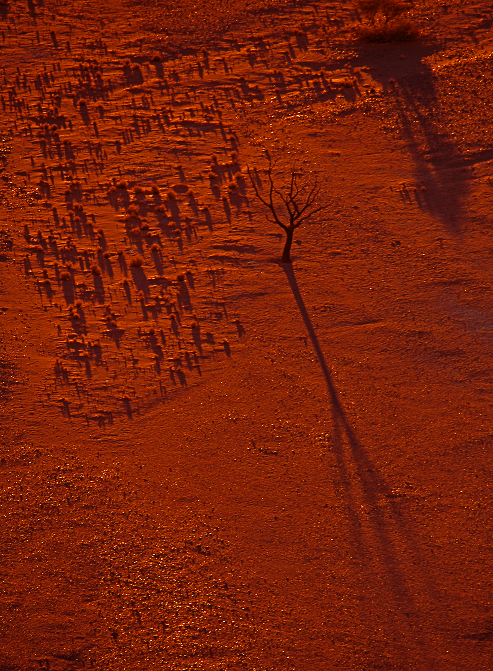 Namib Desert tree