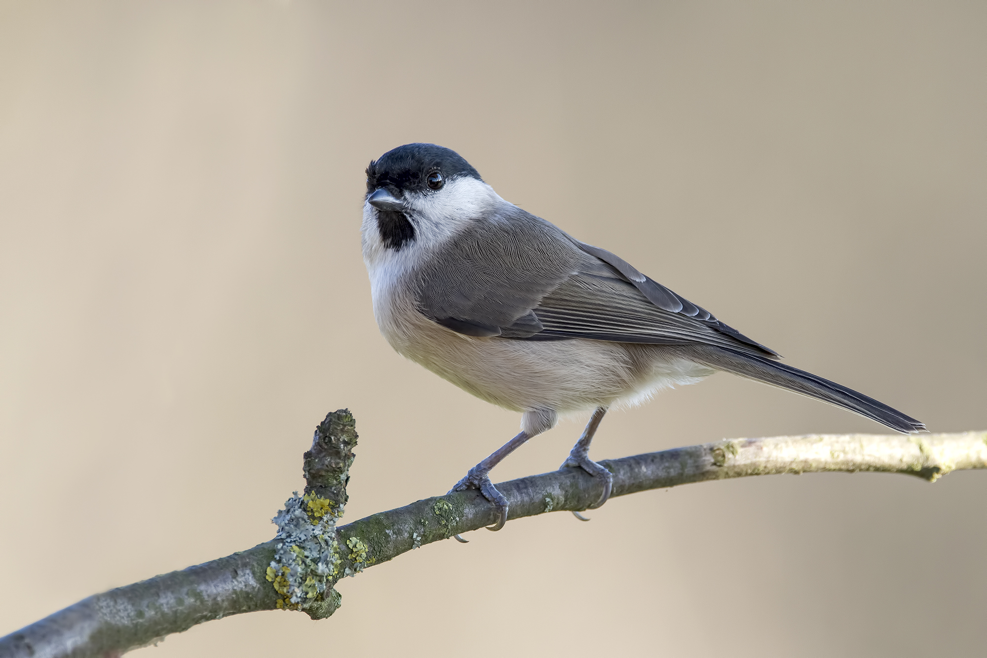 coal tit