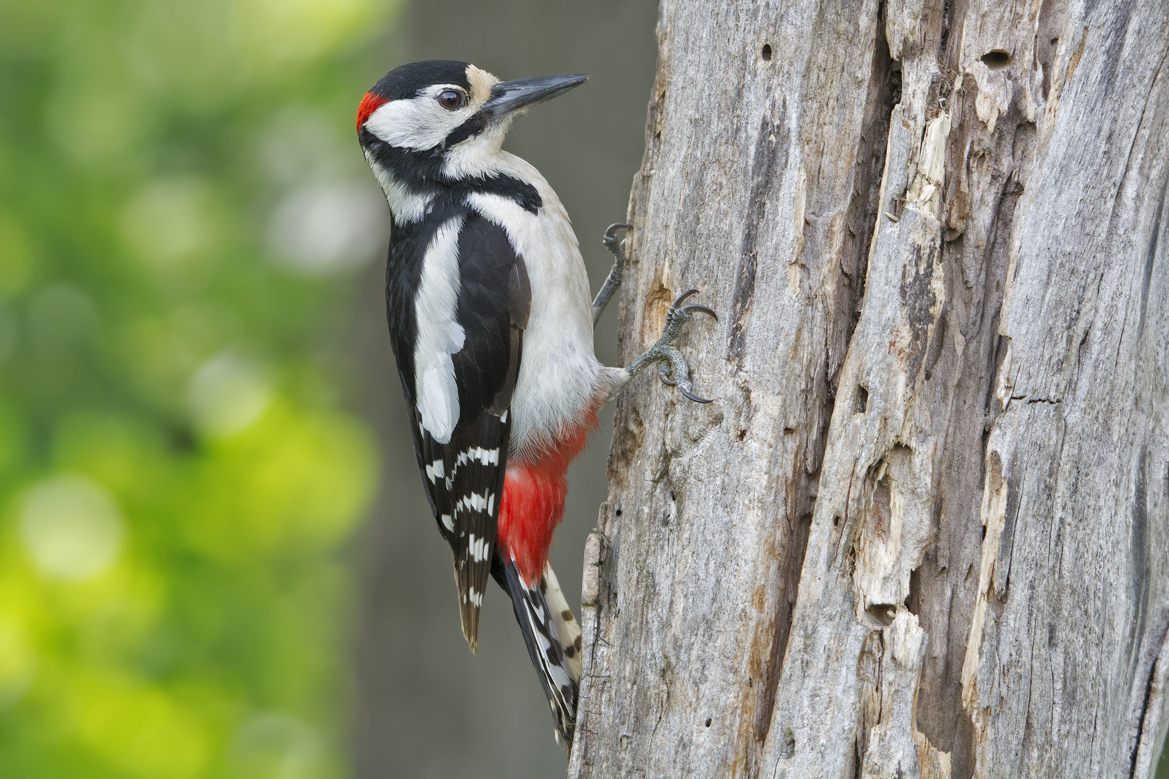 picchio rosso maggiore (Dendrocopos major)