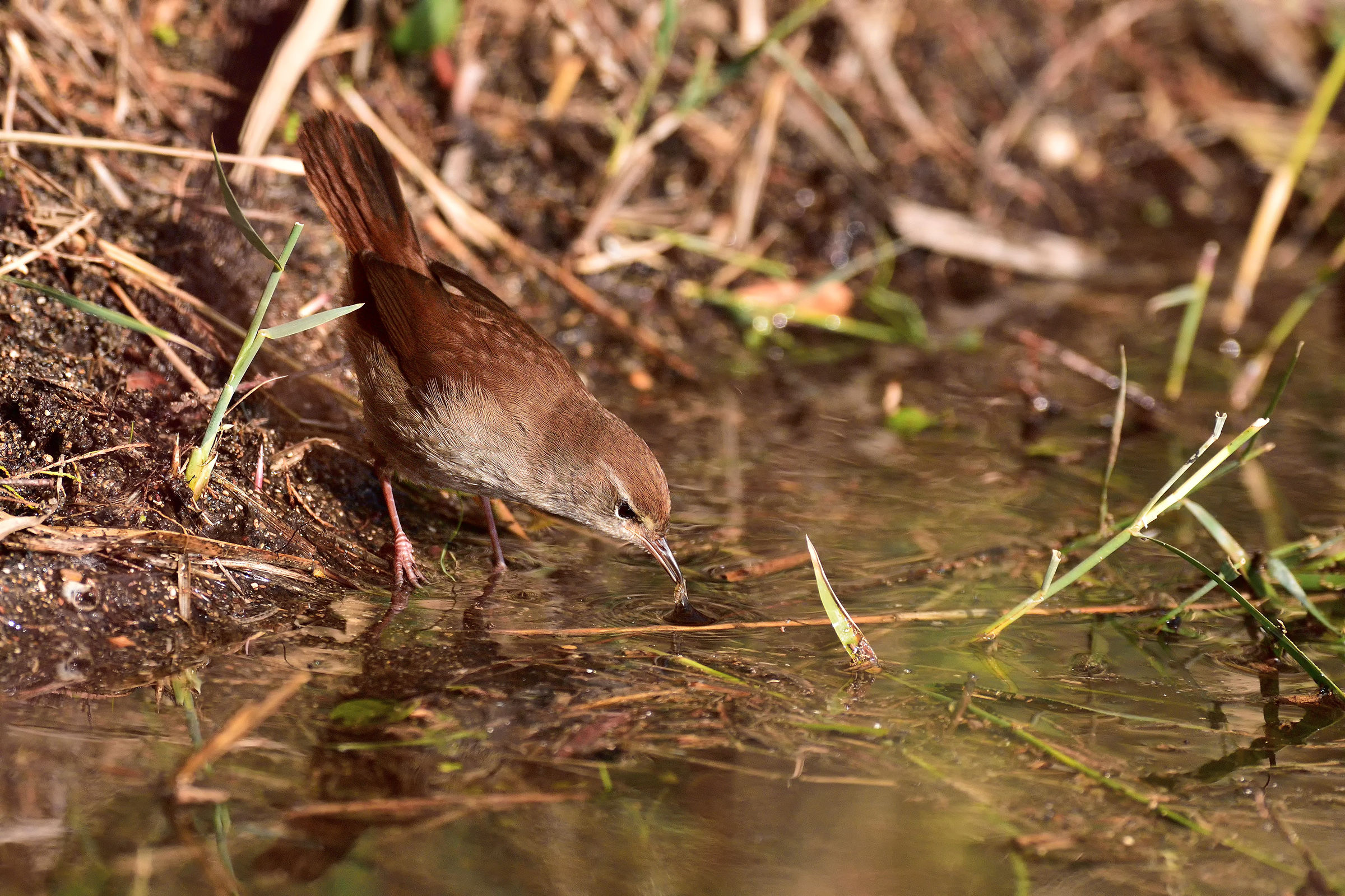 Cetti's Warbler