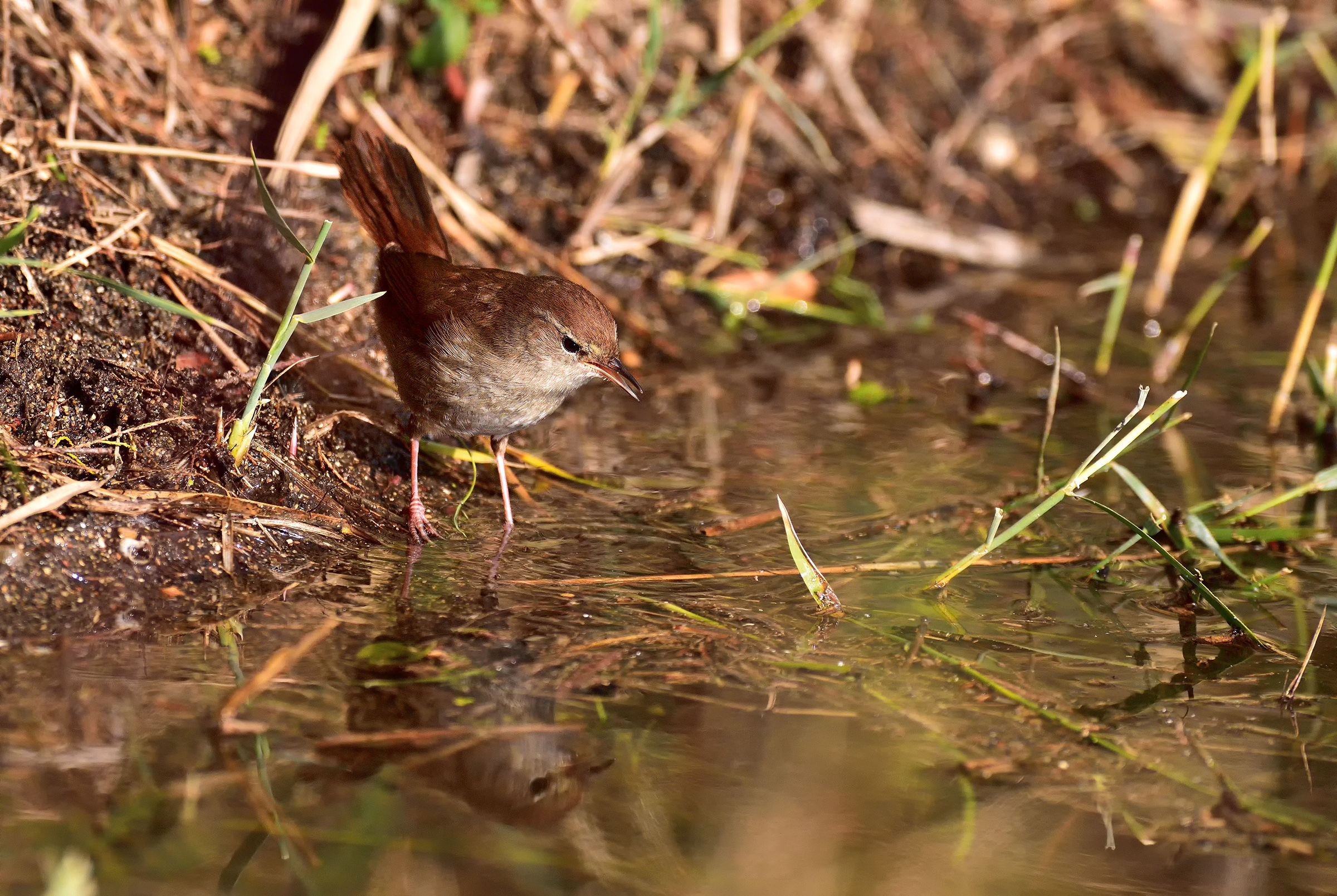 Cetti's Warbler