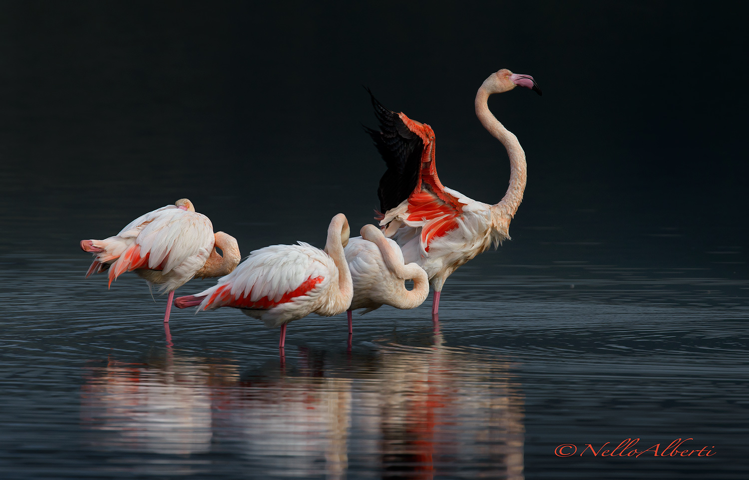Orbetello pink flamingos