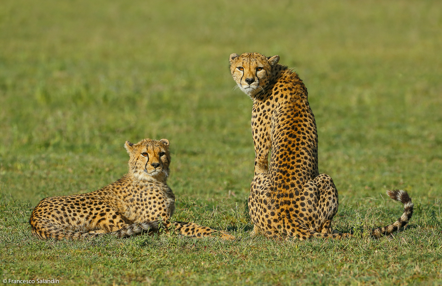 cheetahs