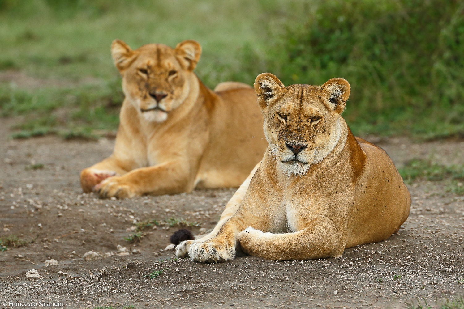 lionesses