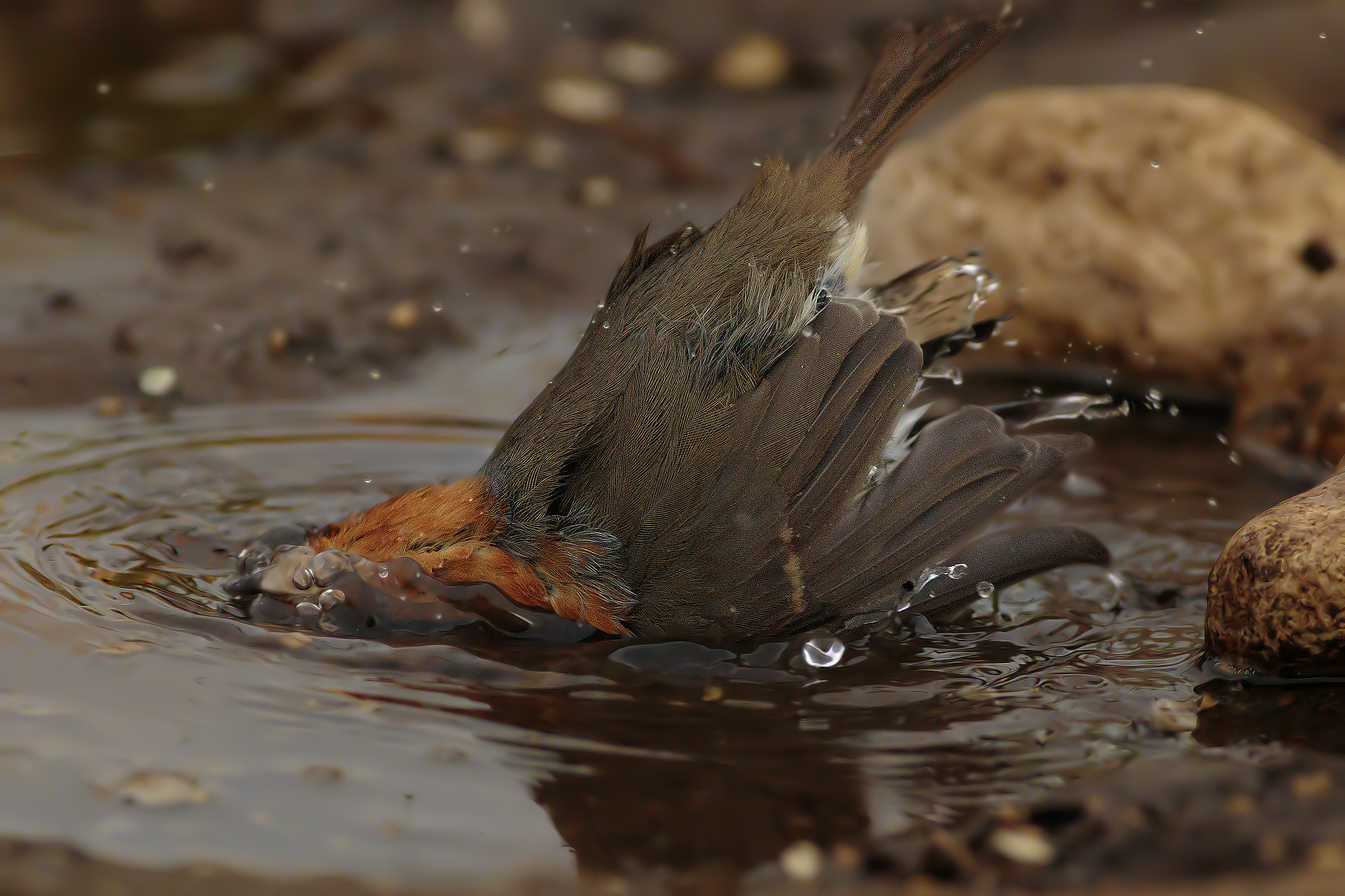 Ras is now cleaning phase 1