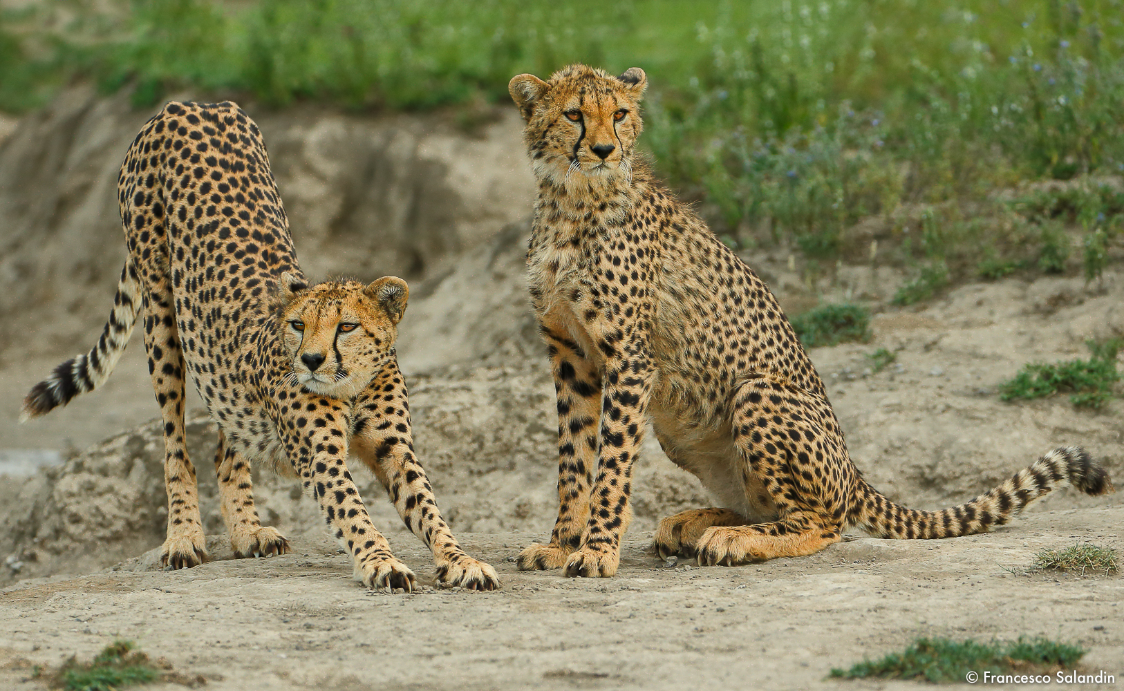 cheetahs