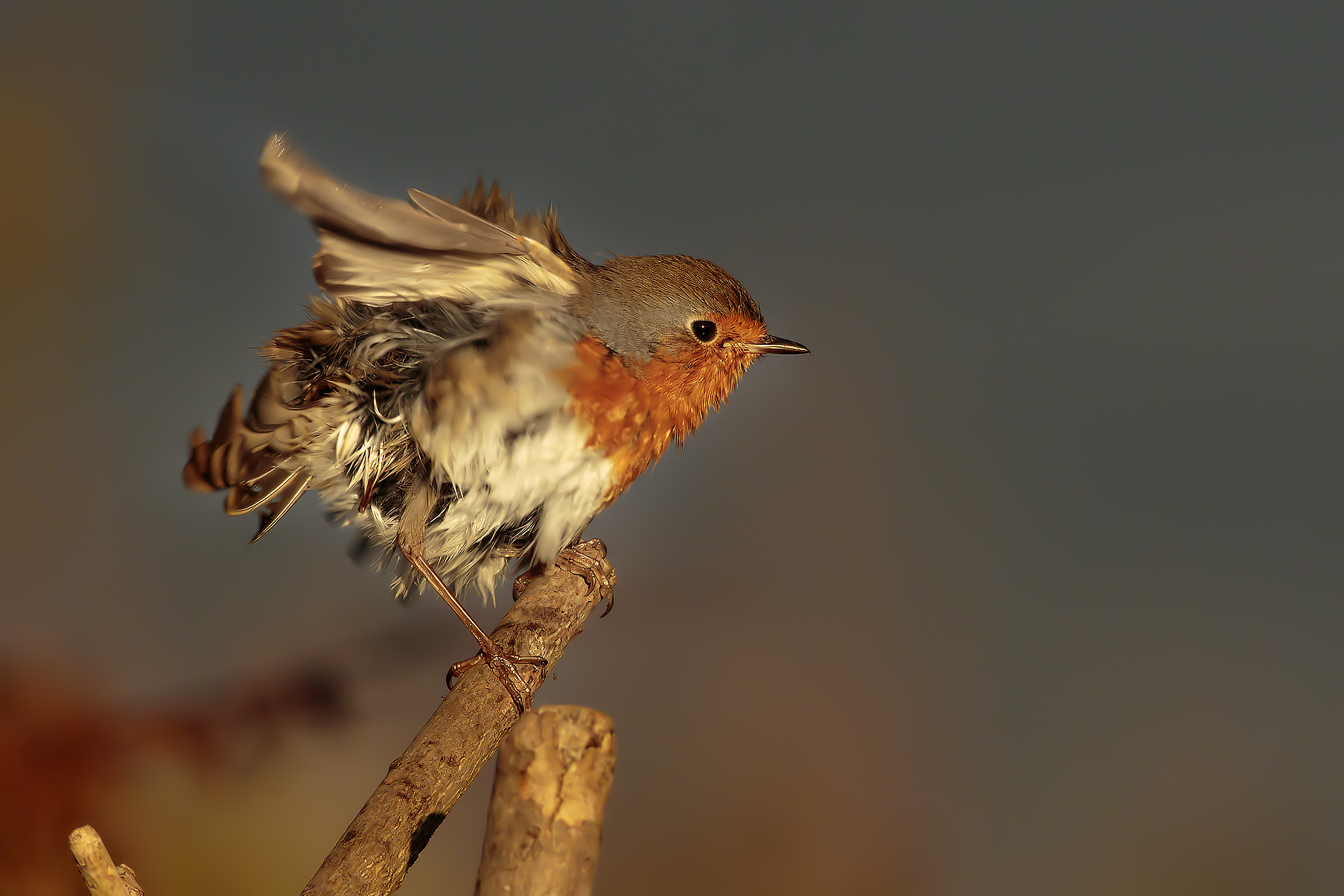 Ras is now cleaning phase 5