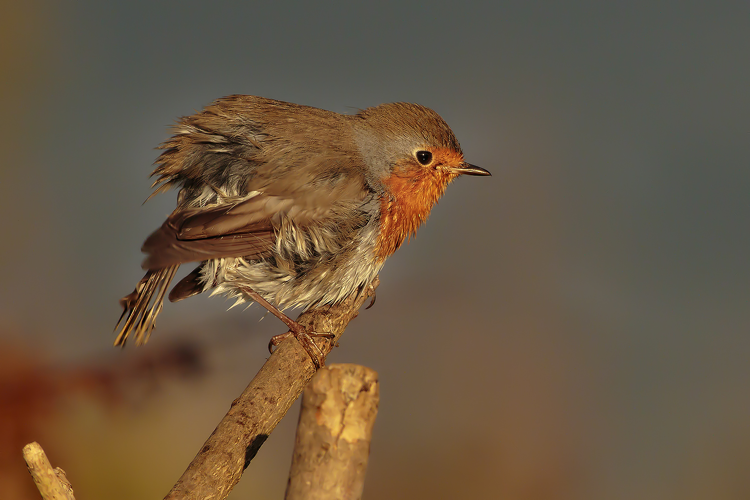 Ras is now cleaning stage 6