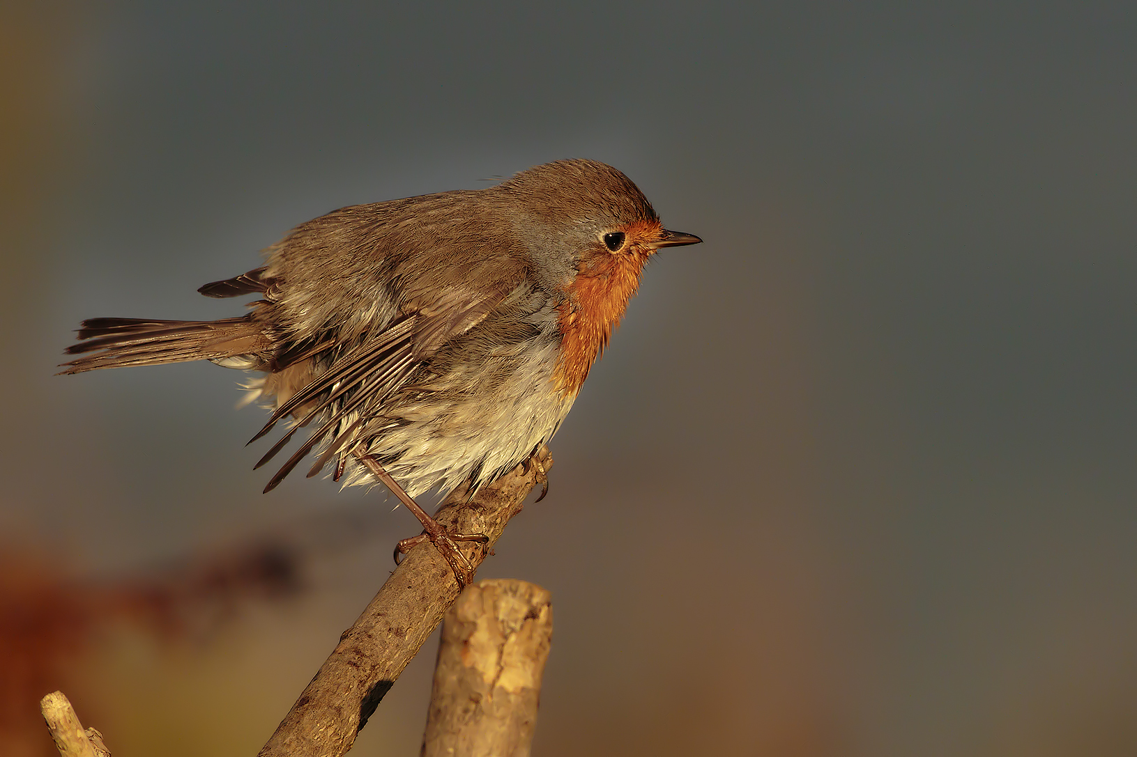 The Ras today is to step cleaning