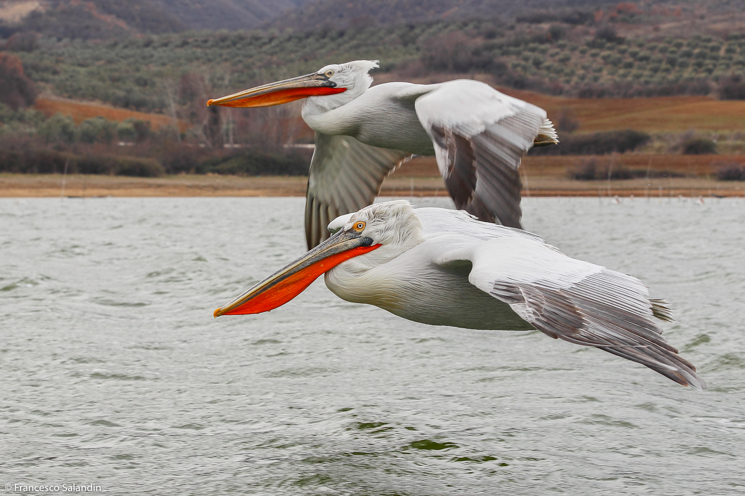 pelicans