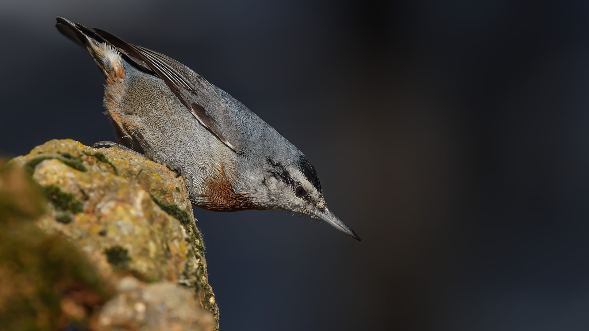 Krüper`s Nuthatch - Sitta krueperi