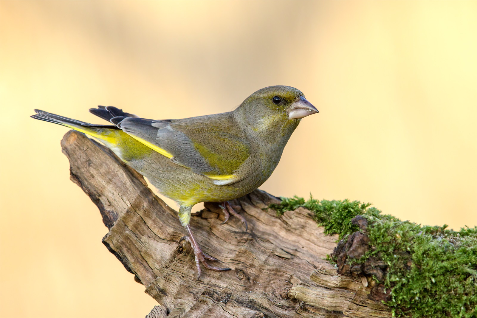 Verdone (Clori chloris)