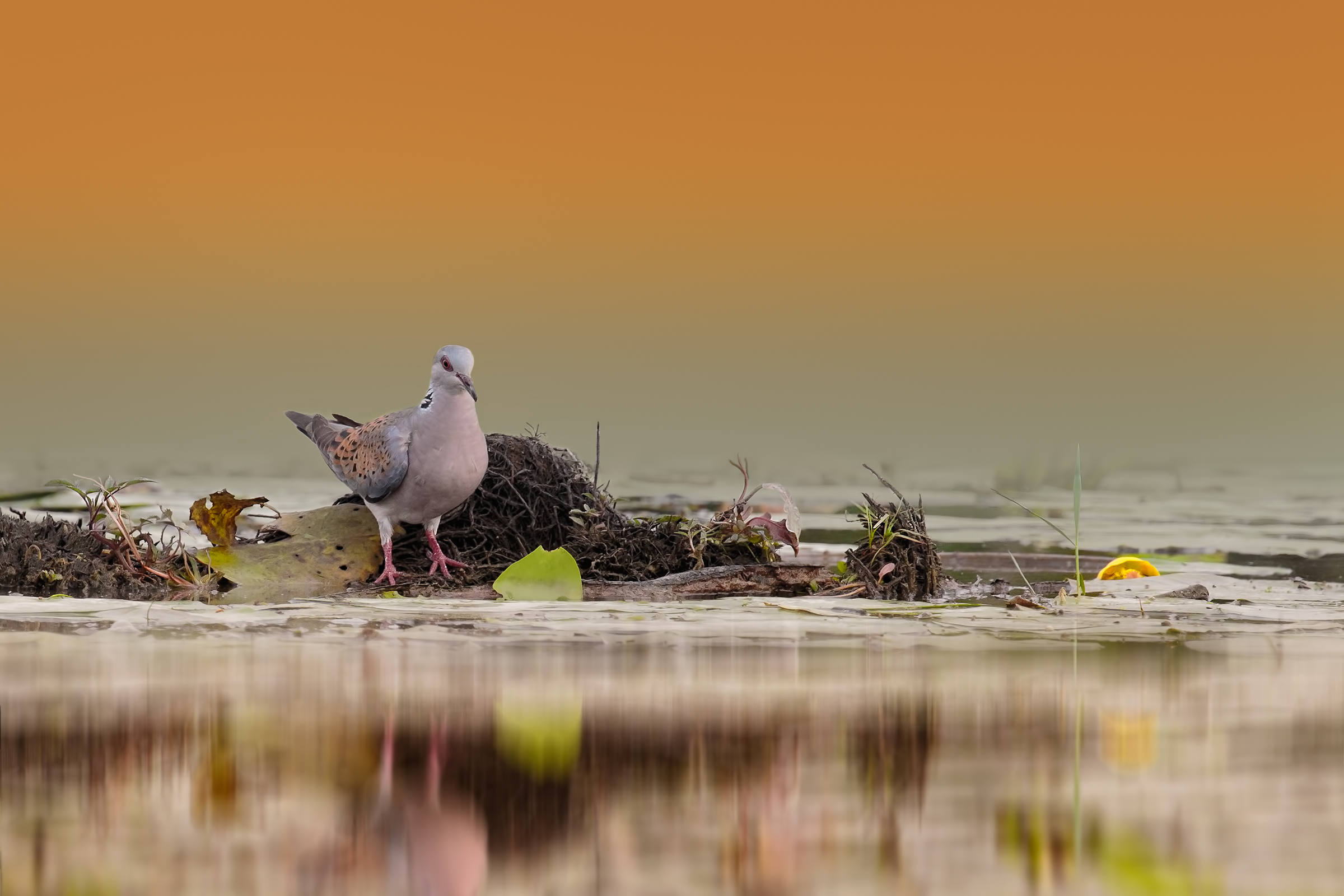 Turtle dove
