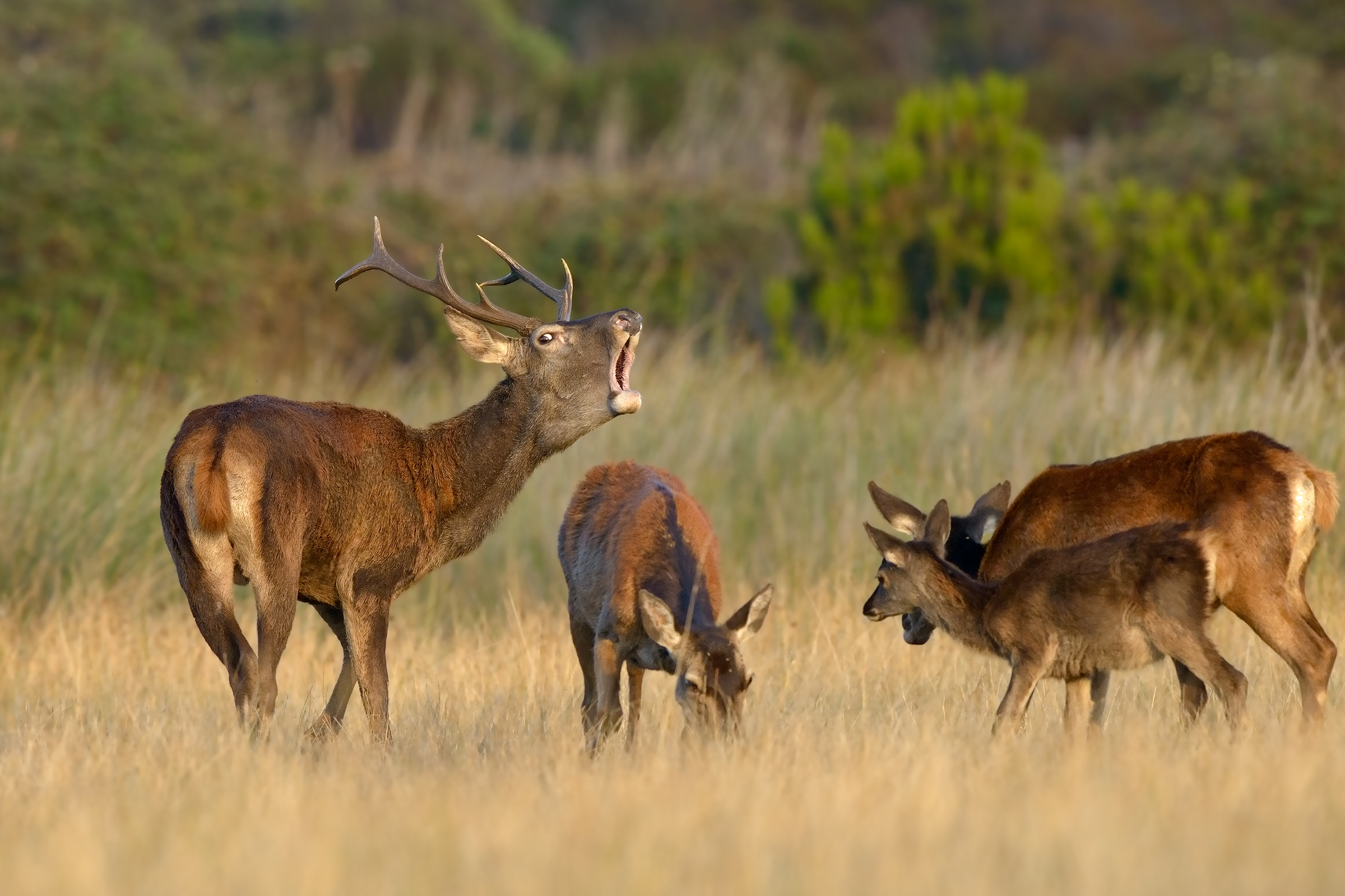 giovane maschio di cervo sardo