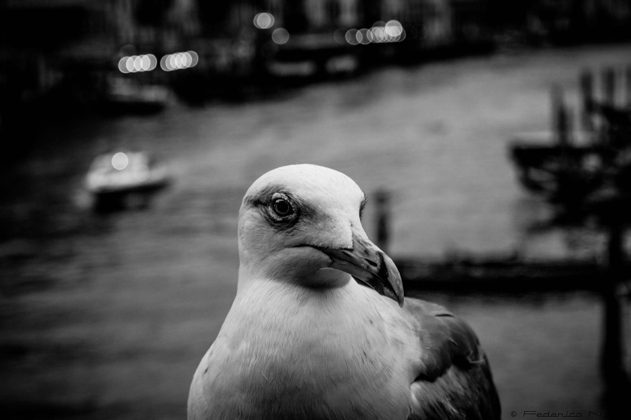 Seagull
